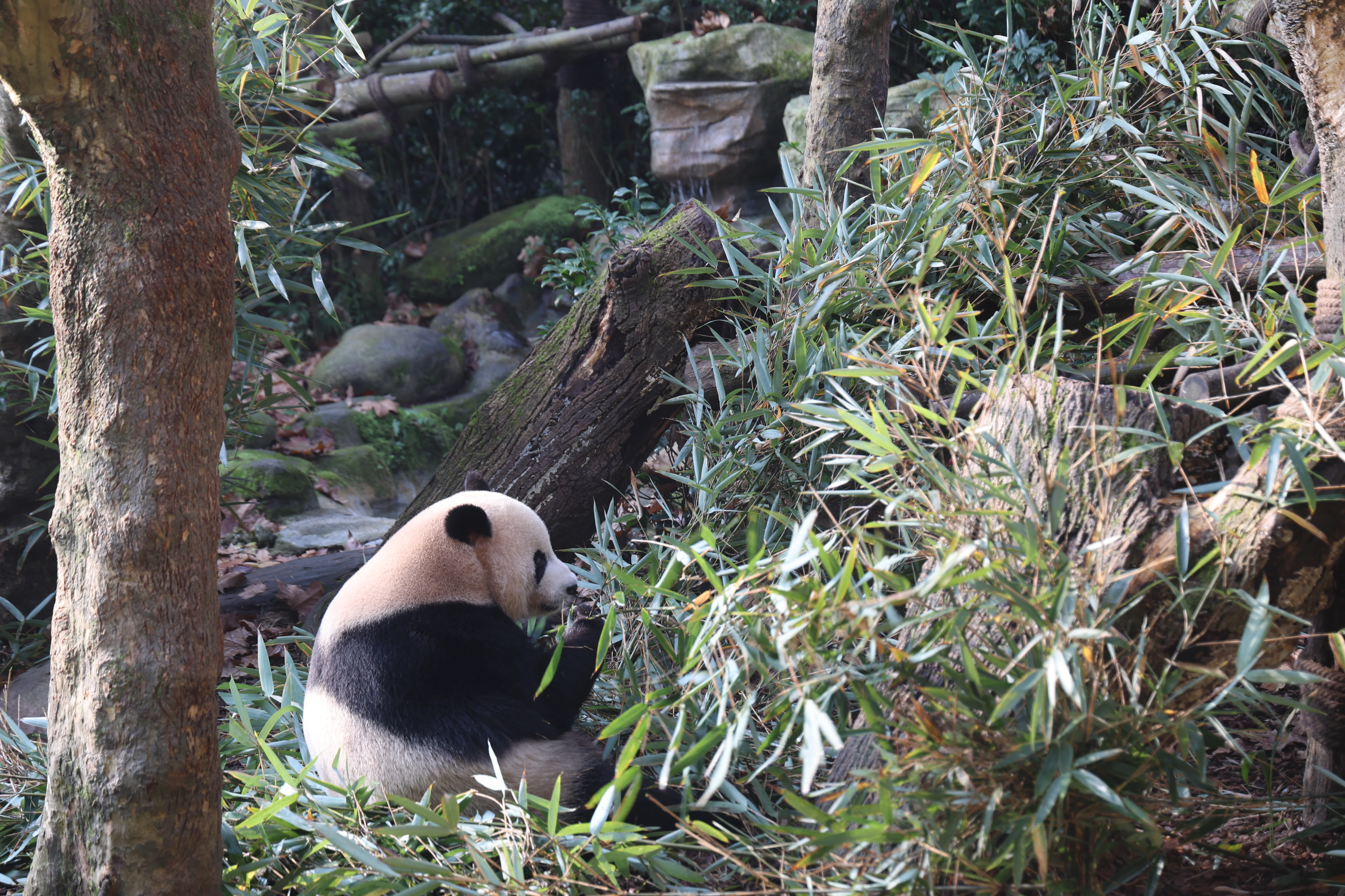 Chengdu Field Research Centre for Giant Pandas of CRBGPB