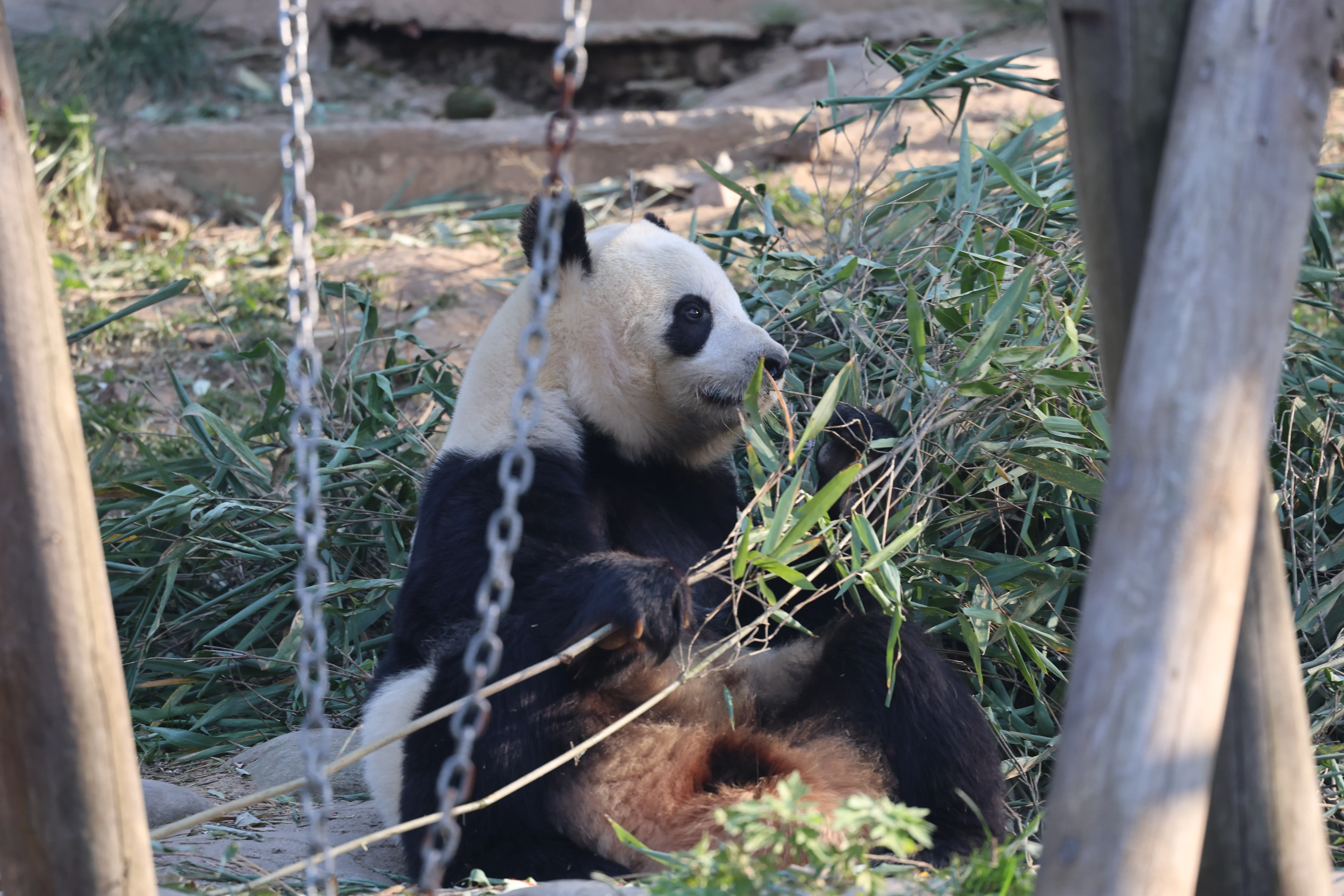 Research Center for the Qinling Giant Panda
