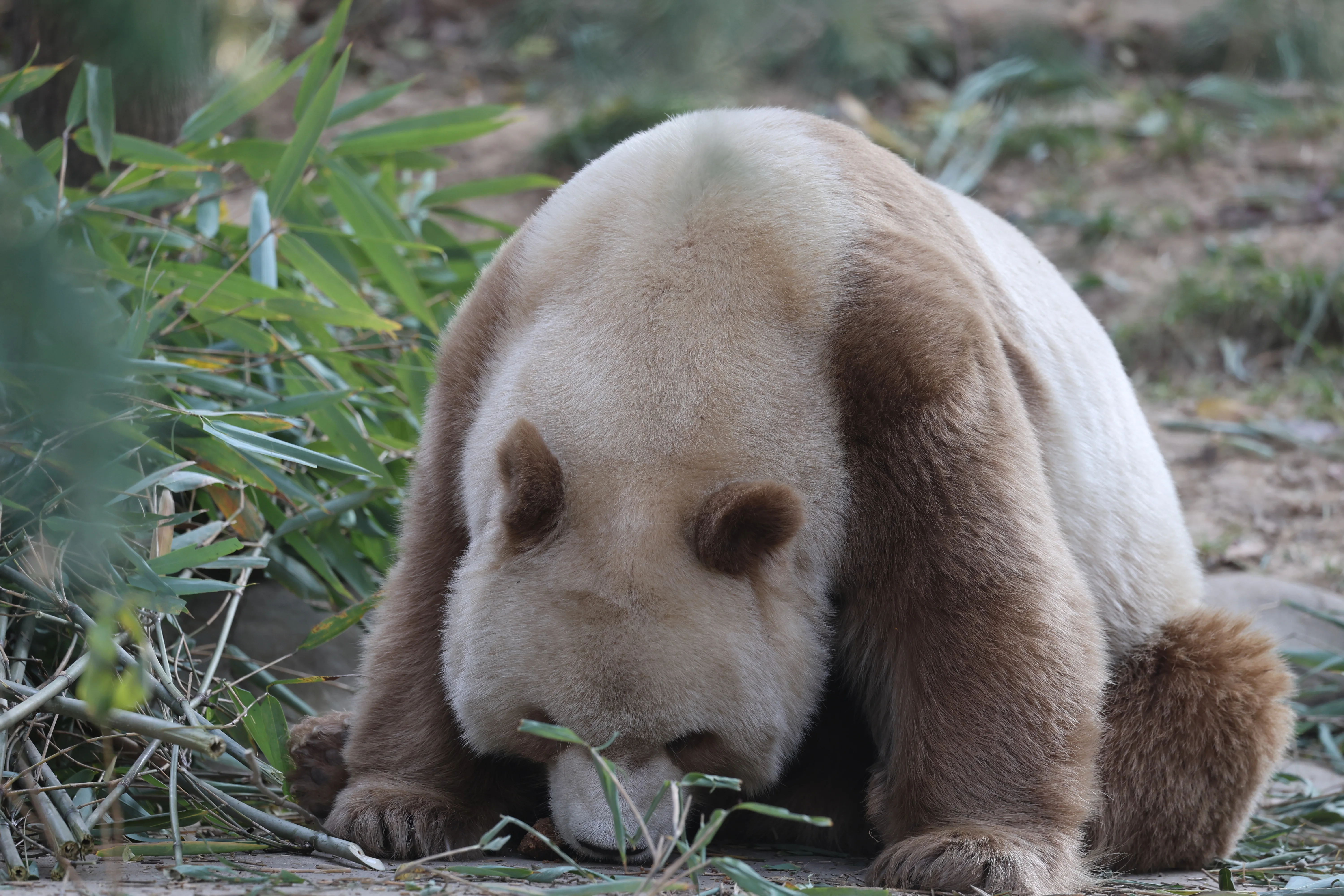 Research Center for the Qinling Giant Panda