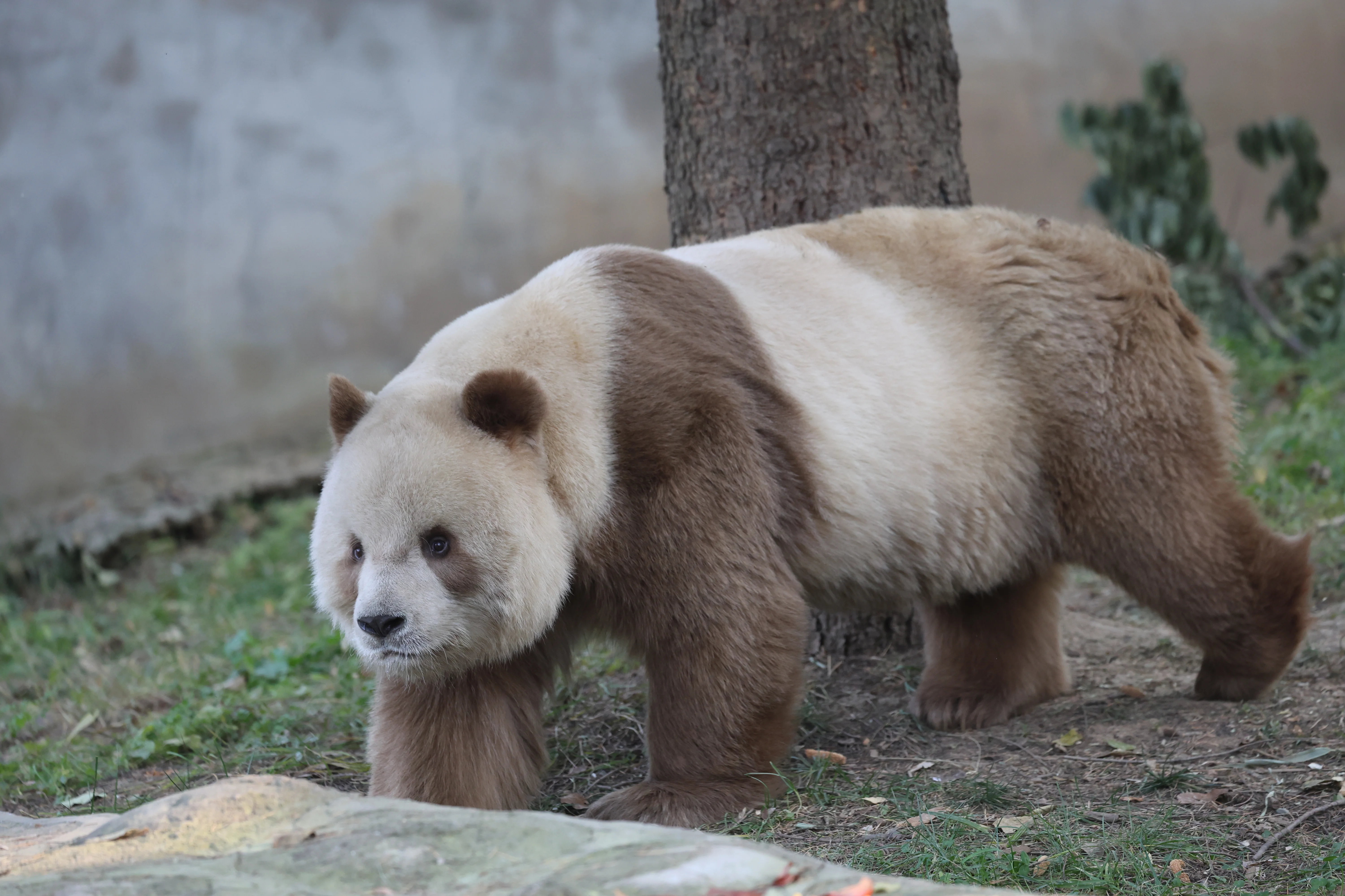 Research Center for the Qinling Giant Panda