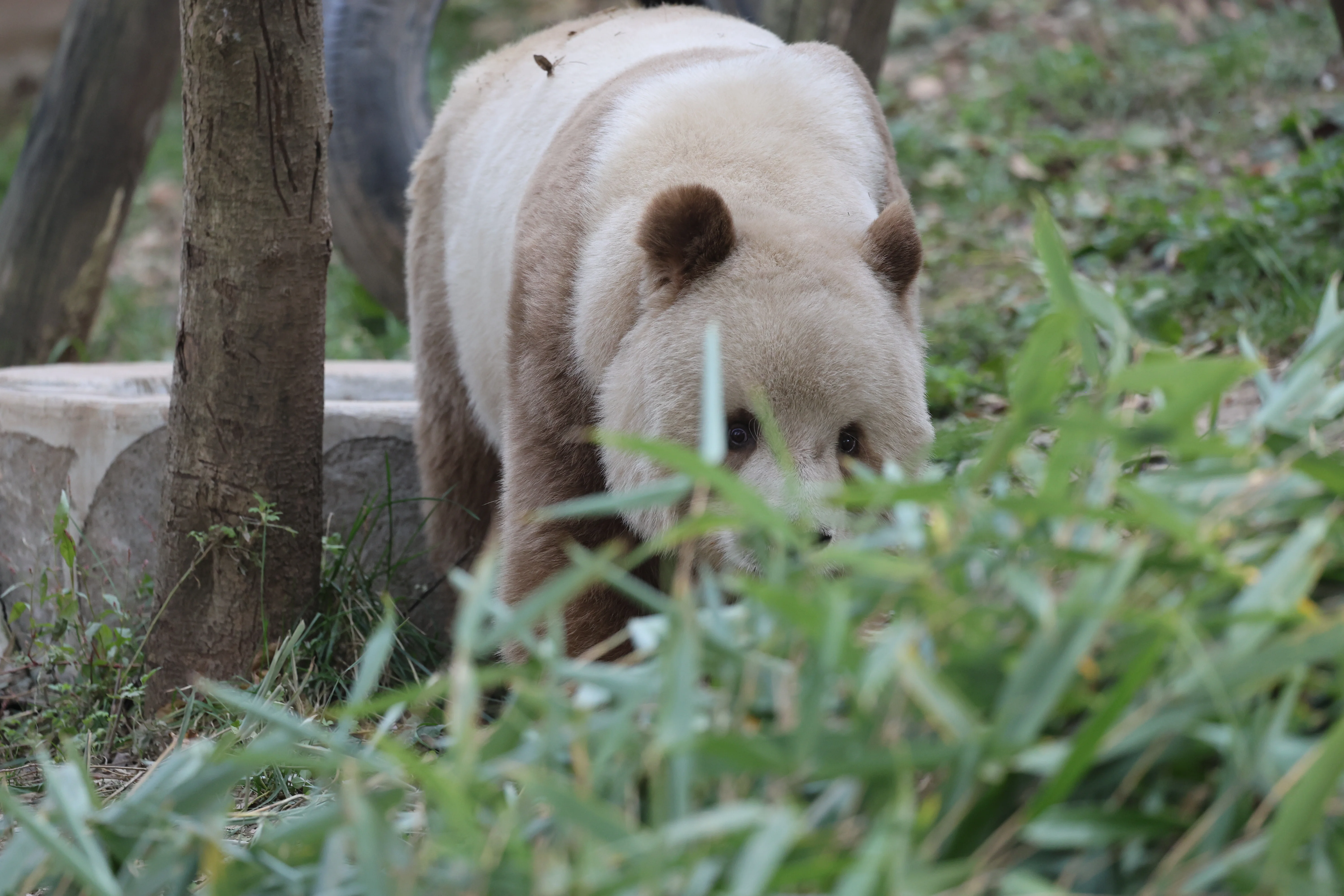 Research Center for the Qinling Giant Panda