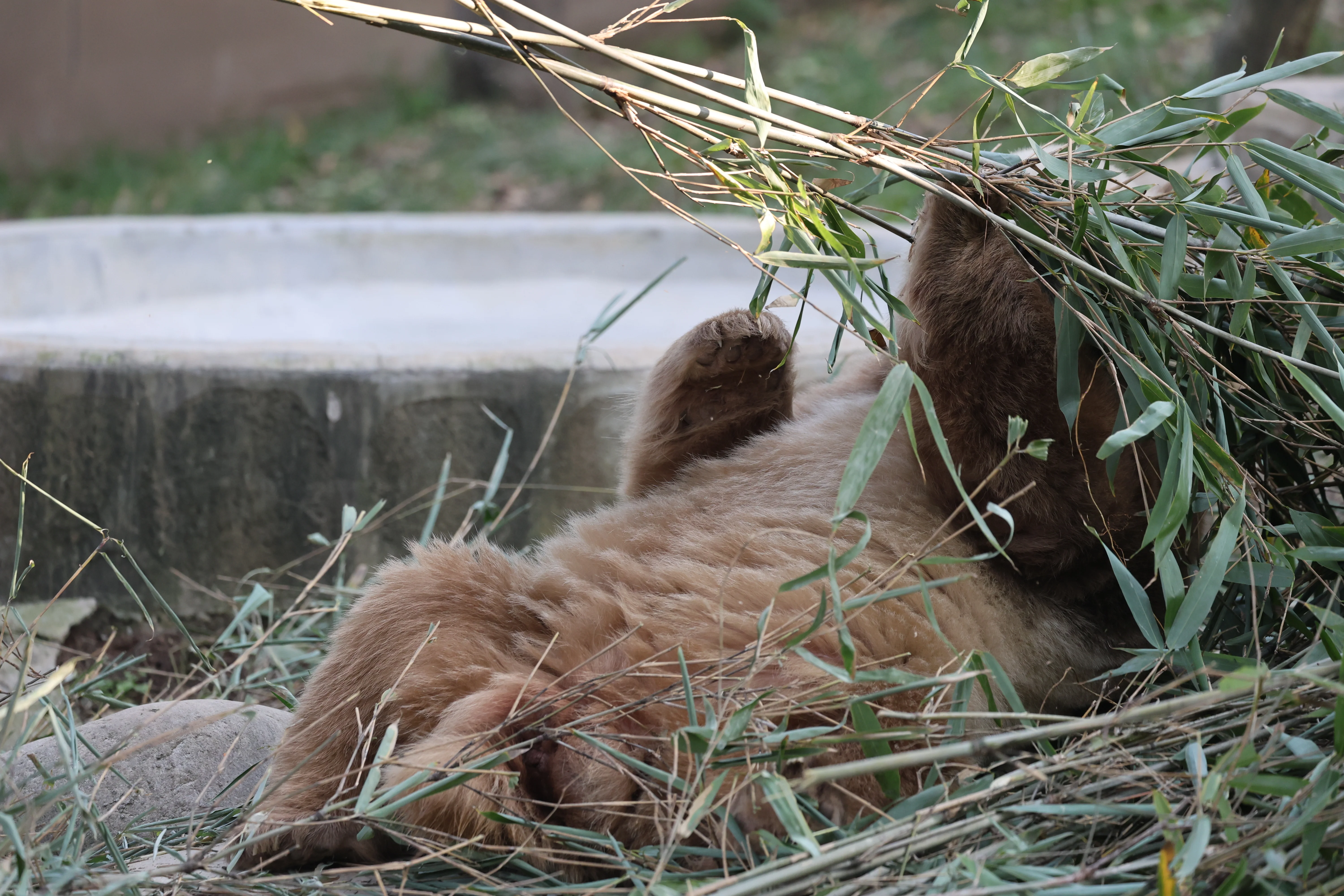 Research Center for the Qinling Giant Panda