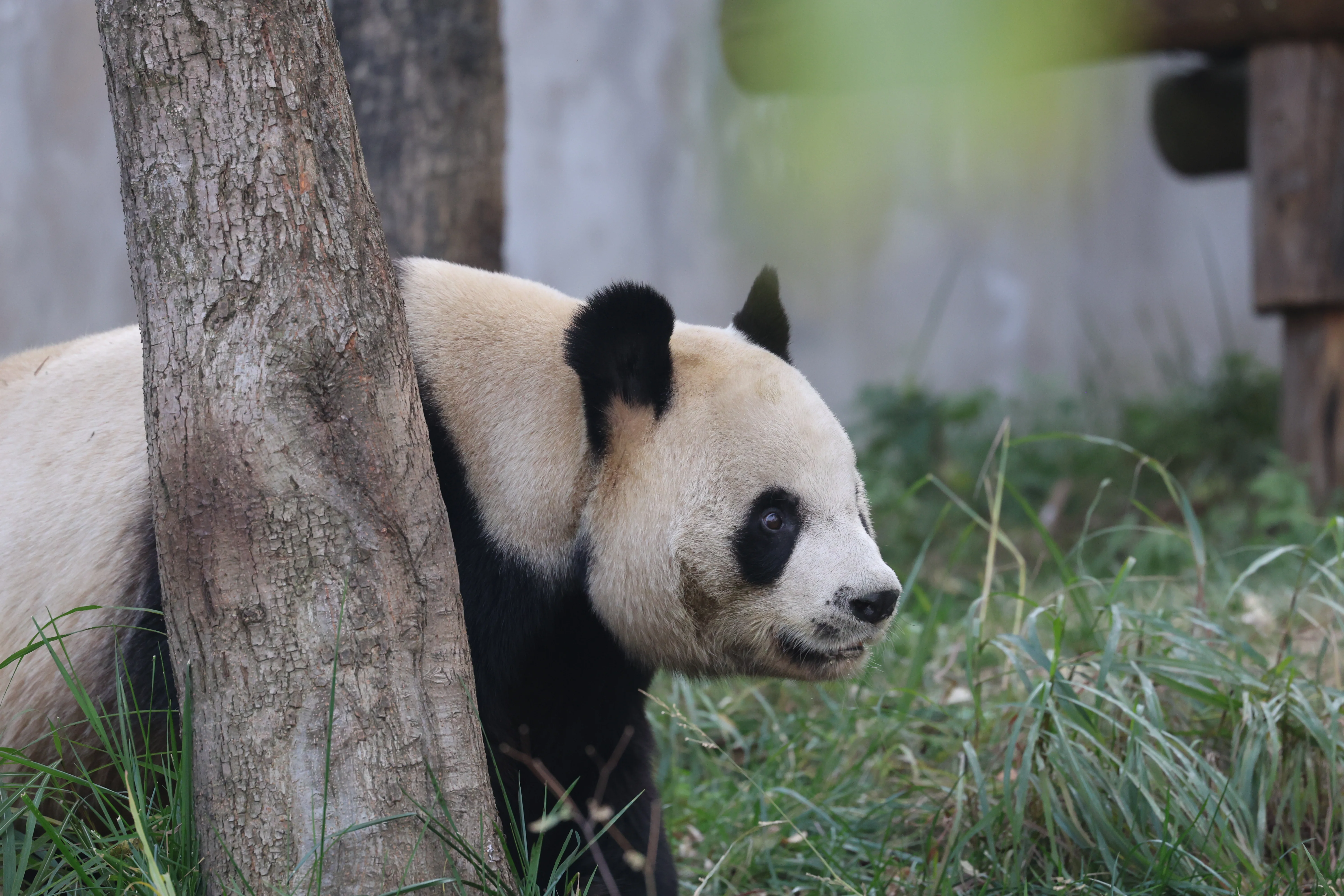Research Center for the Qinling Giant Panda