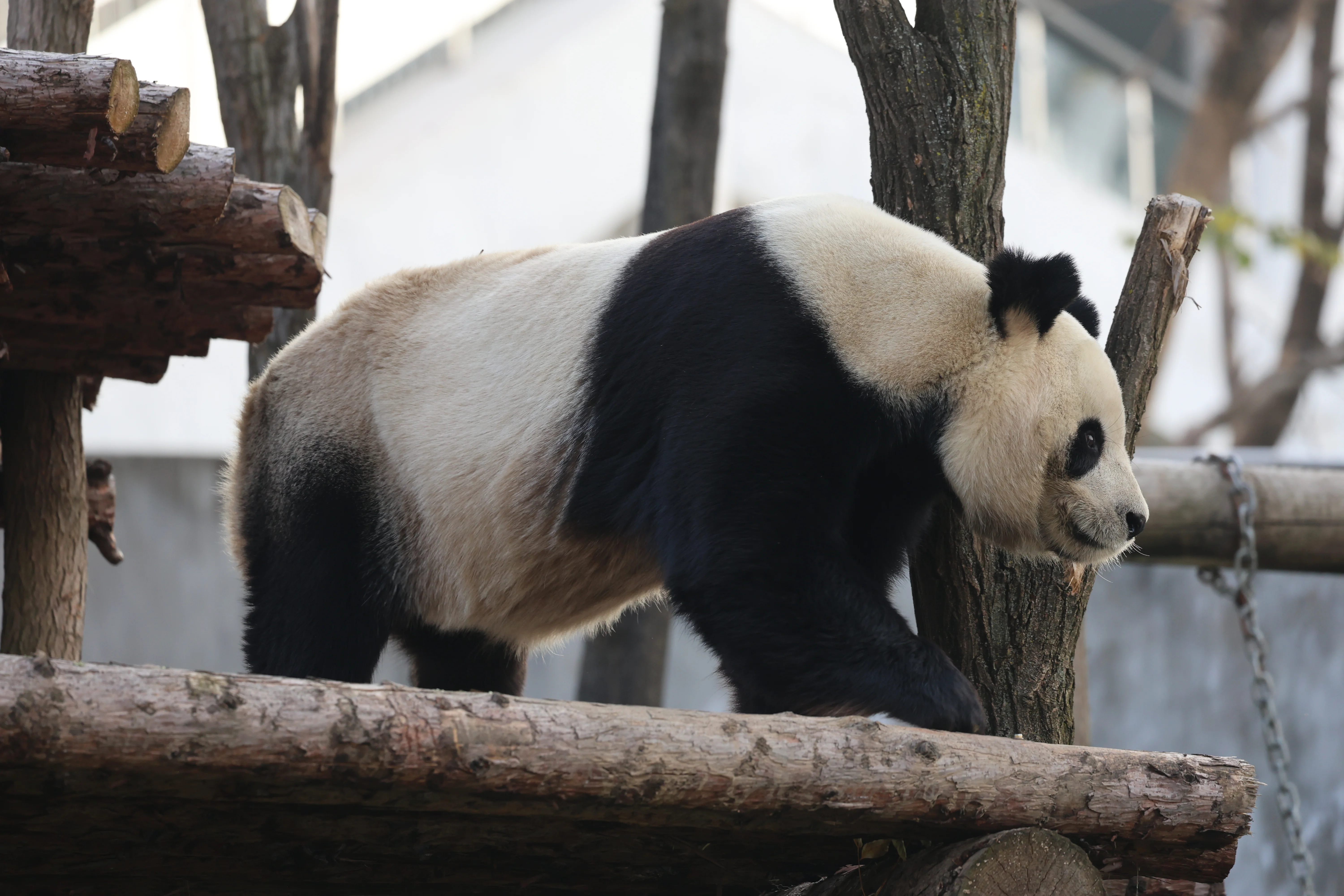 Research Center for the Qinling Giant Panda