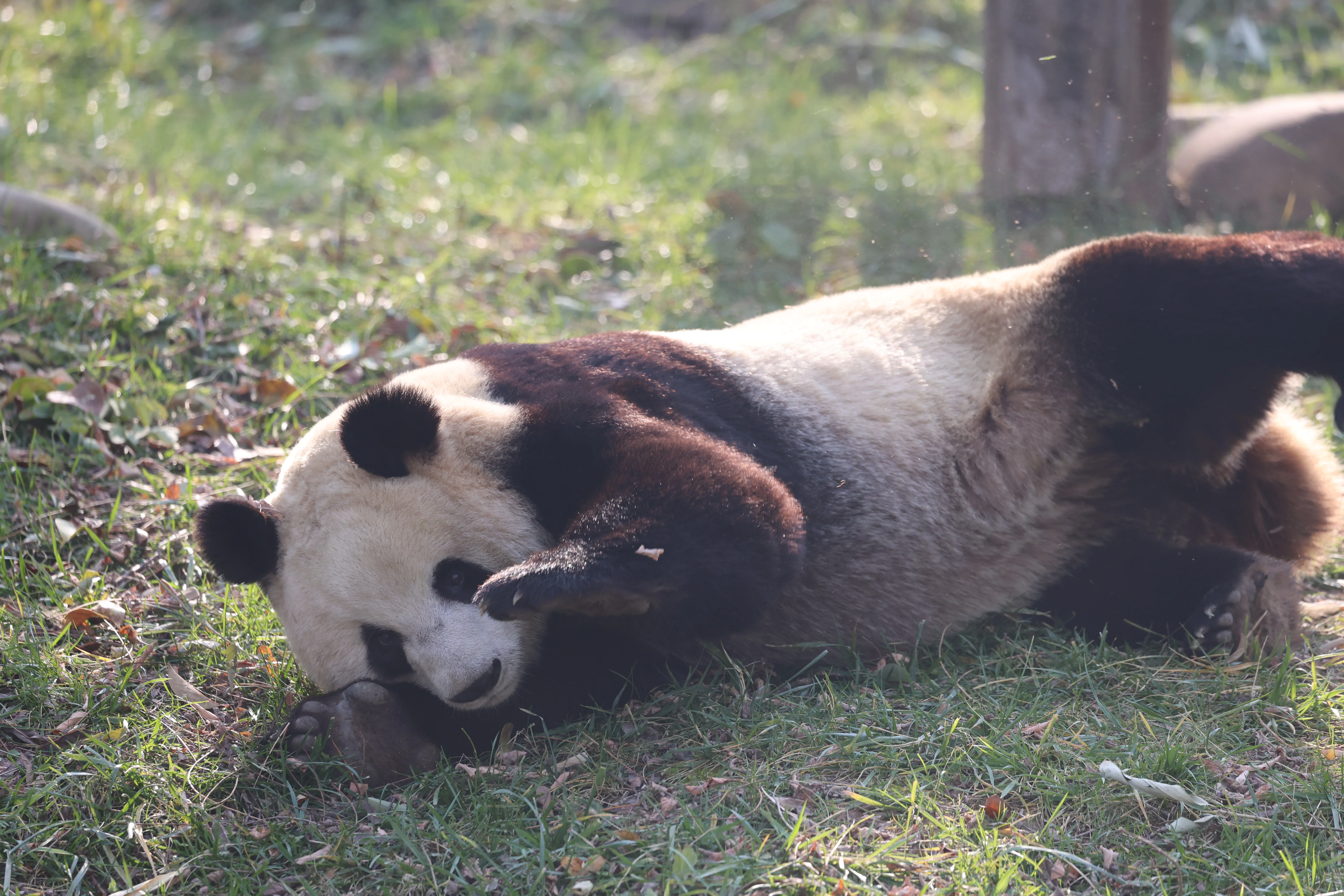 Research Center for the Qinling Giant Panda