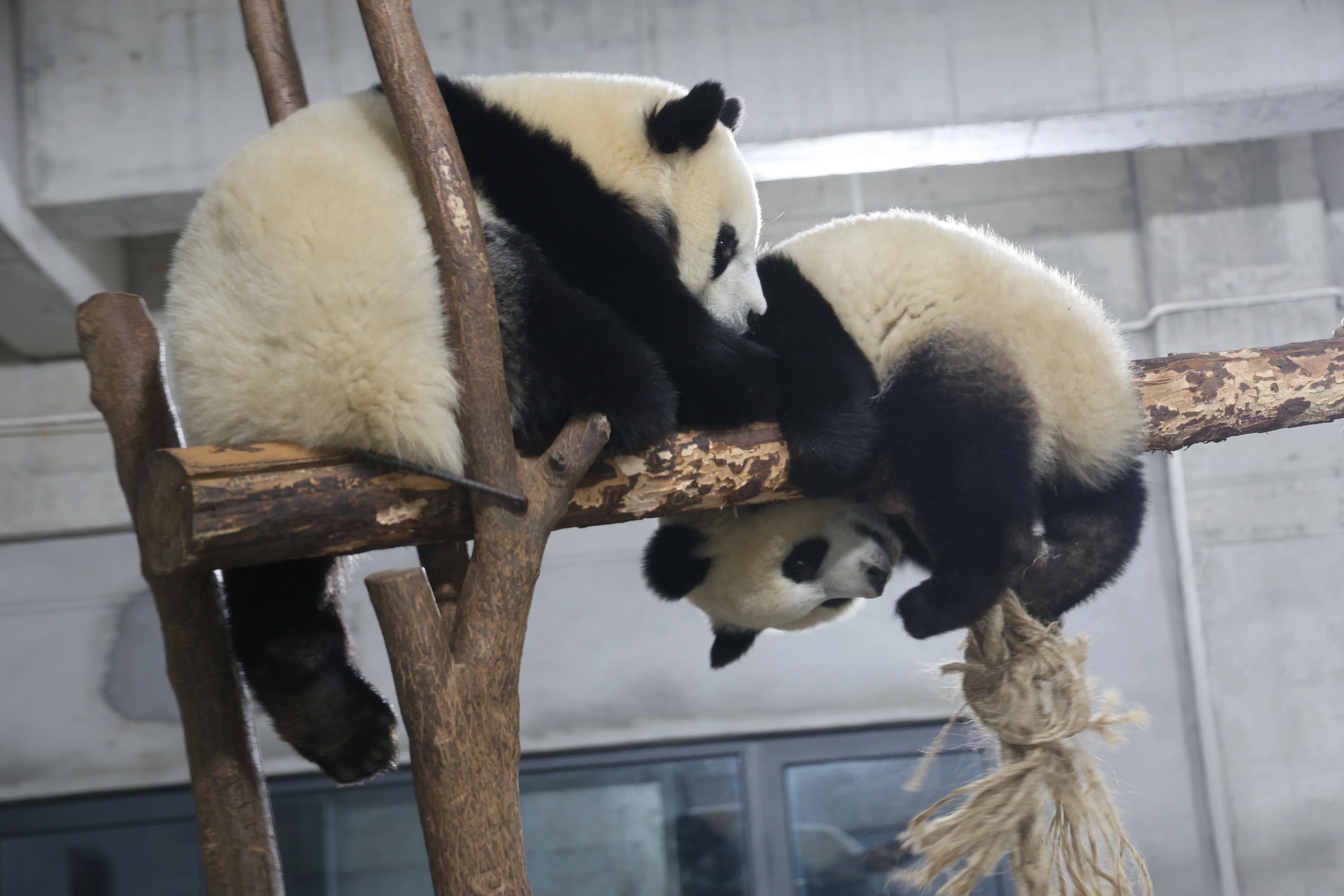Research Center for the Qinling Giant Panda