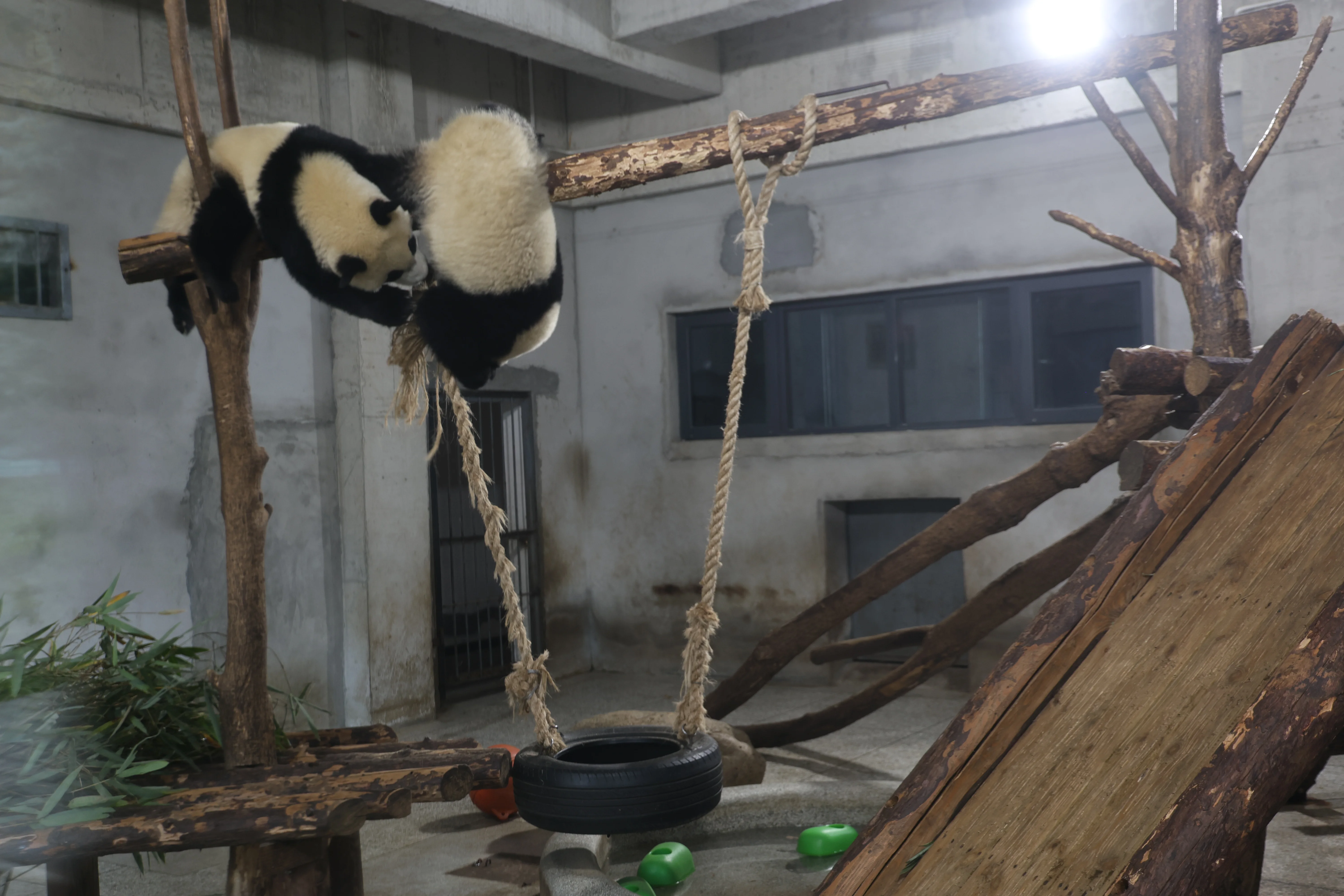 Research Center for the Qinling Giant Panda