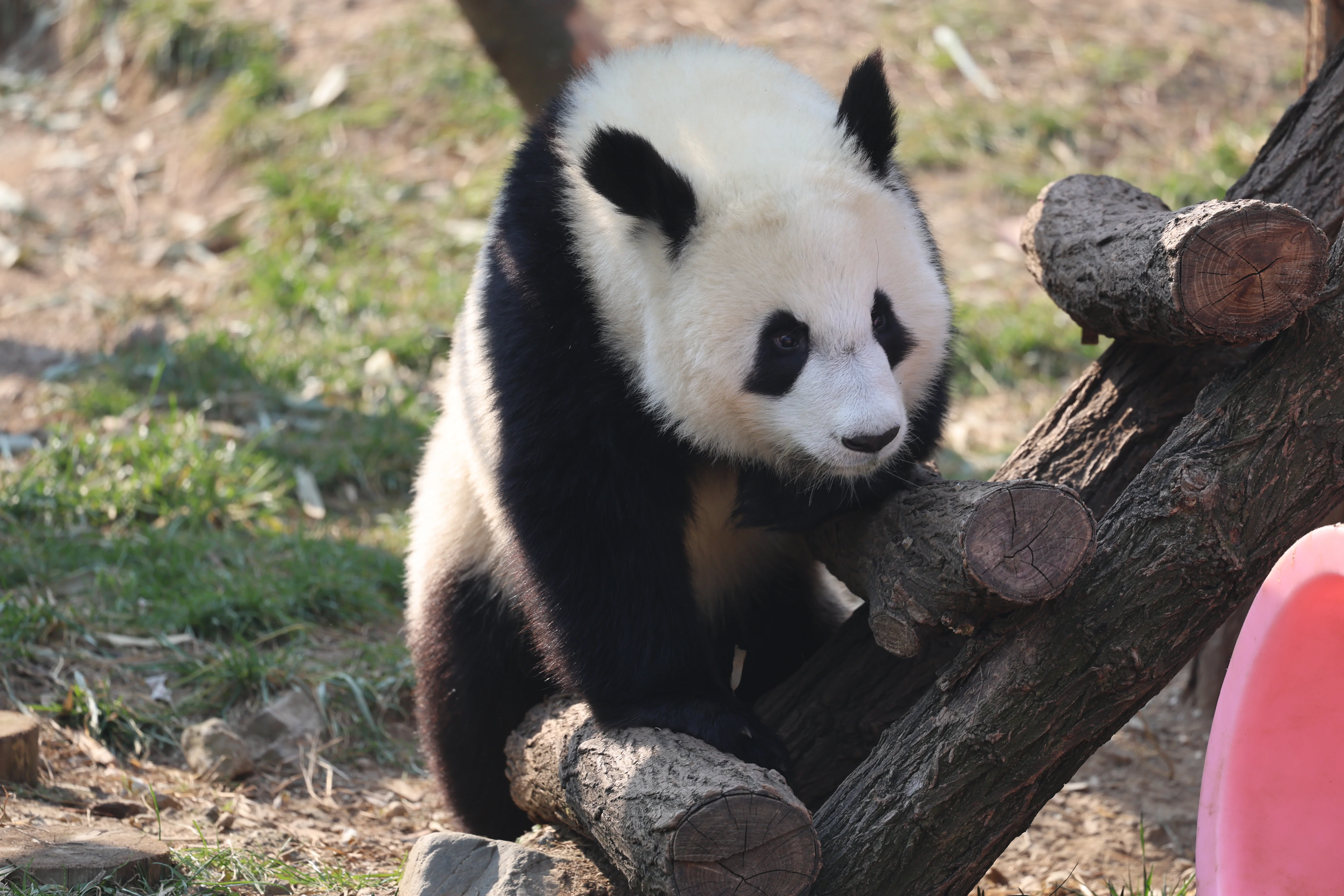 Research Center for the Qinling Giant Panda