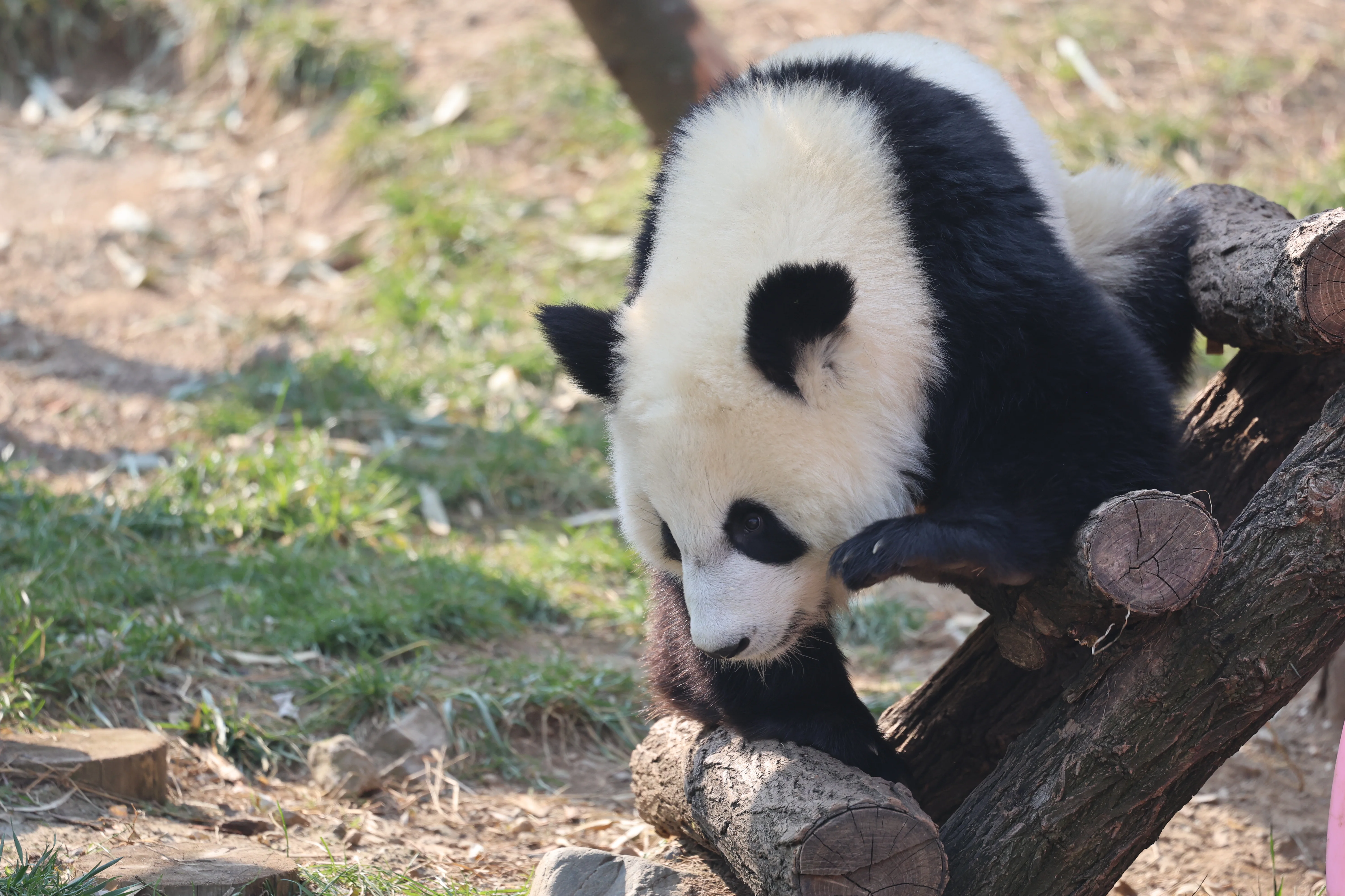 Research Center for the Qinling Giant Panda