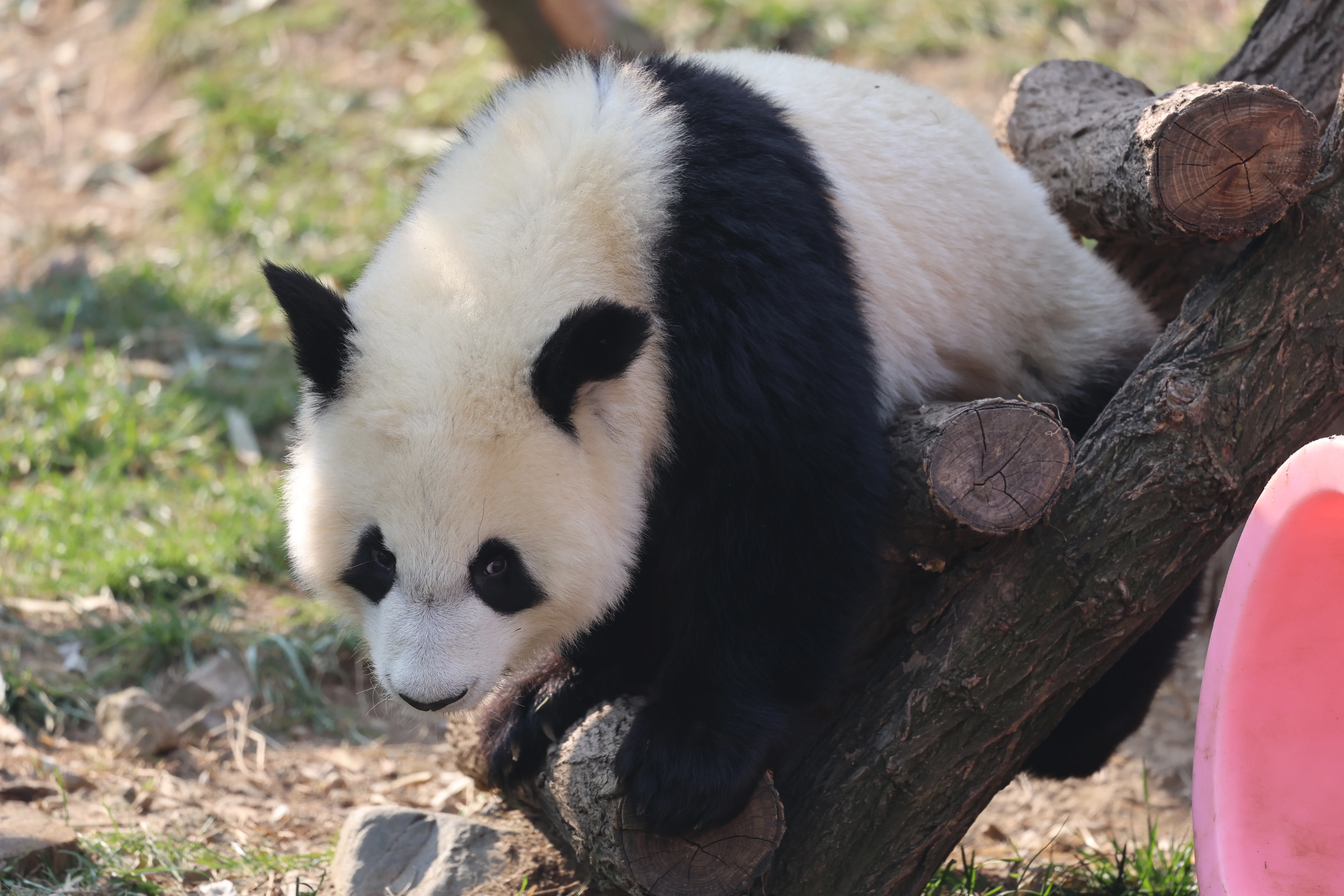 Research Center for the Qinling Giant Panda