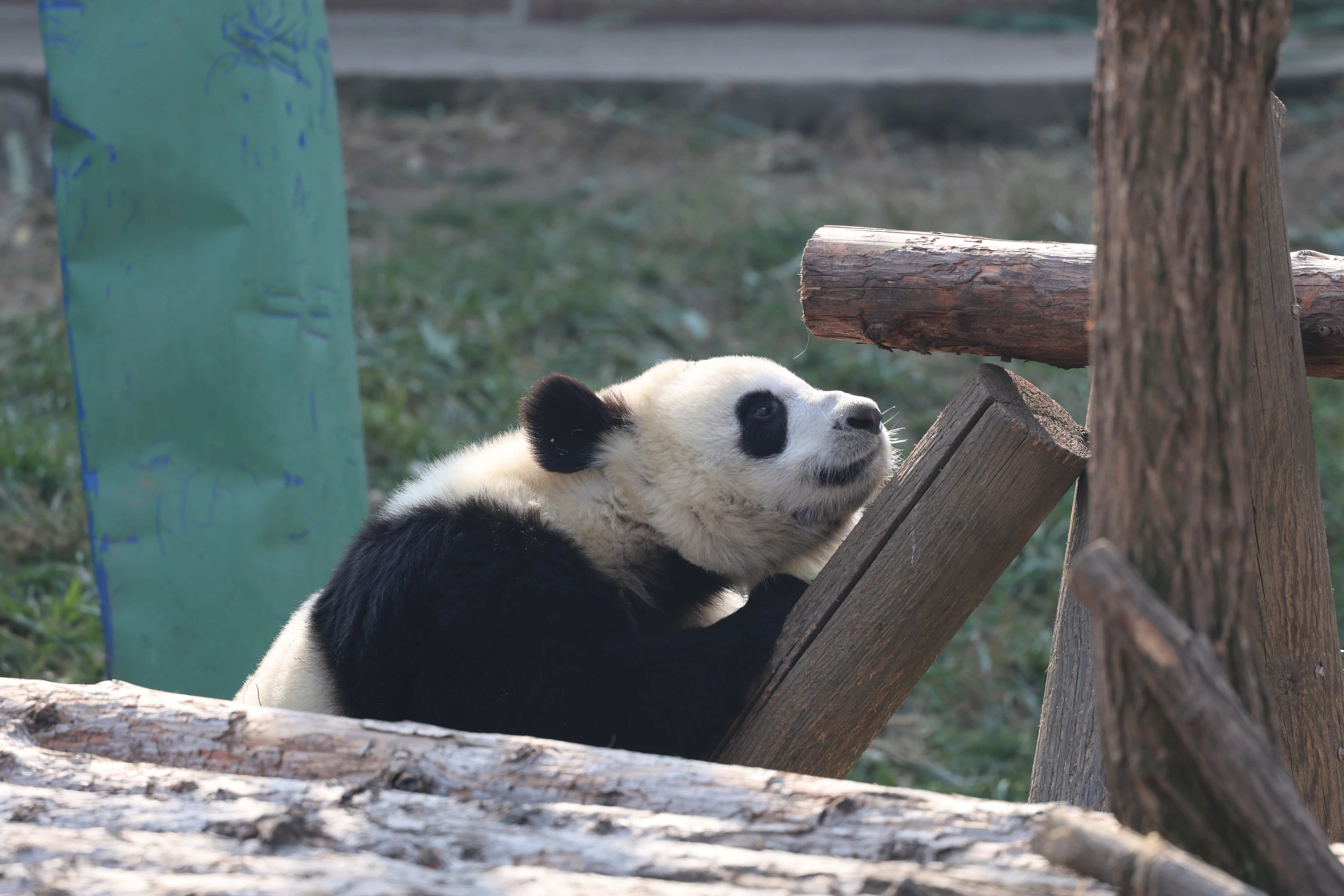 Research Center for the Qinling Giant Panda
