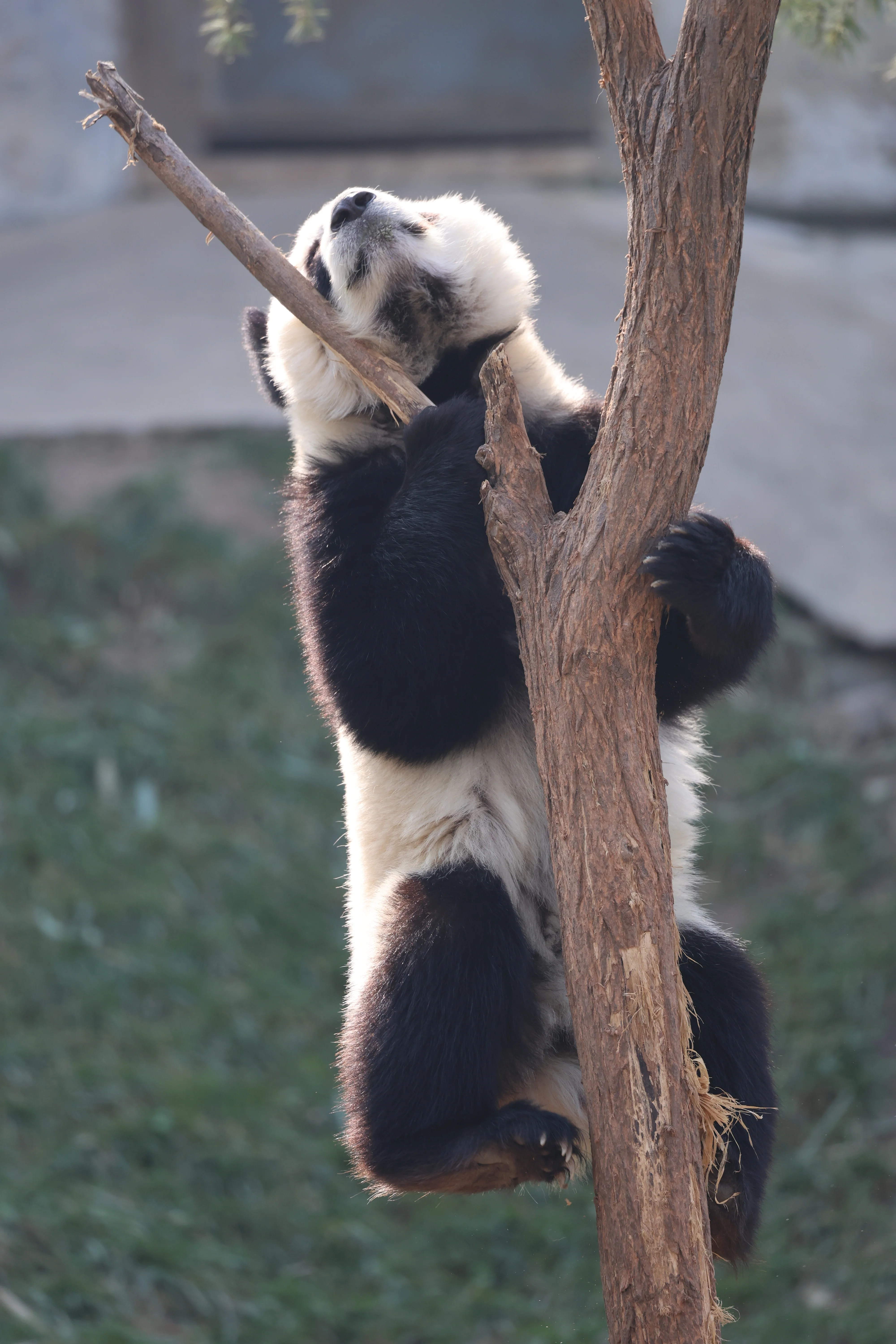 Research Center for the Qinling Giant Panda