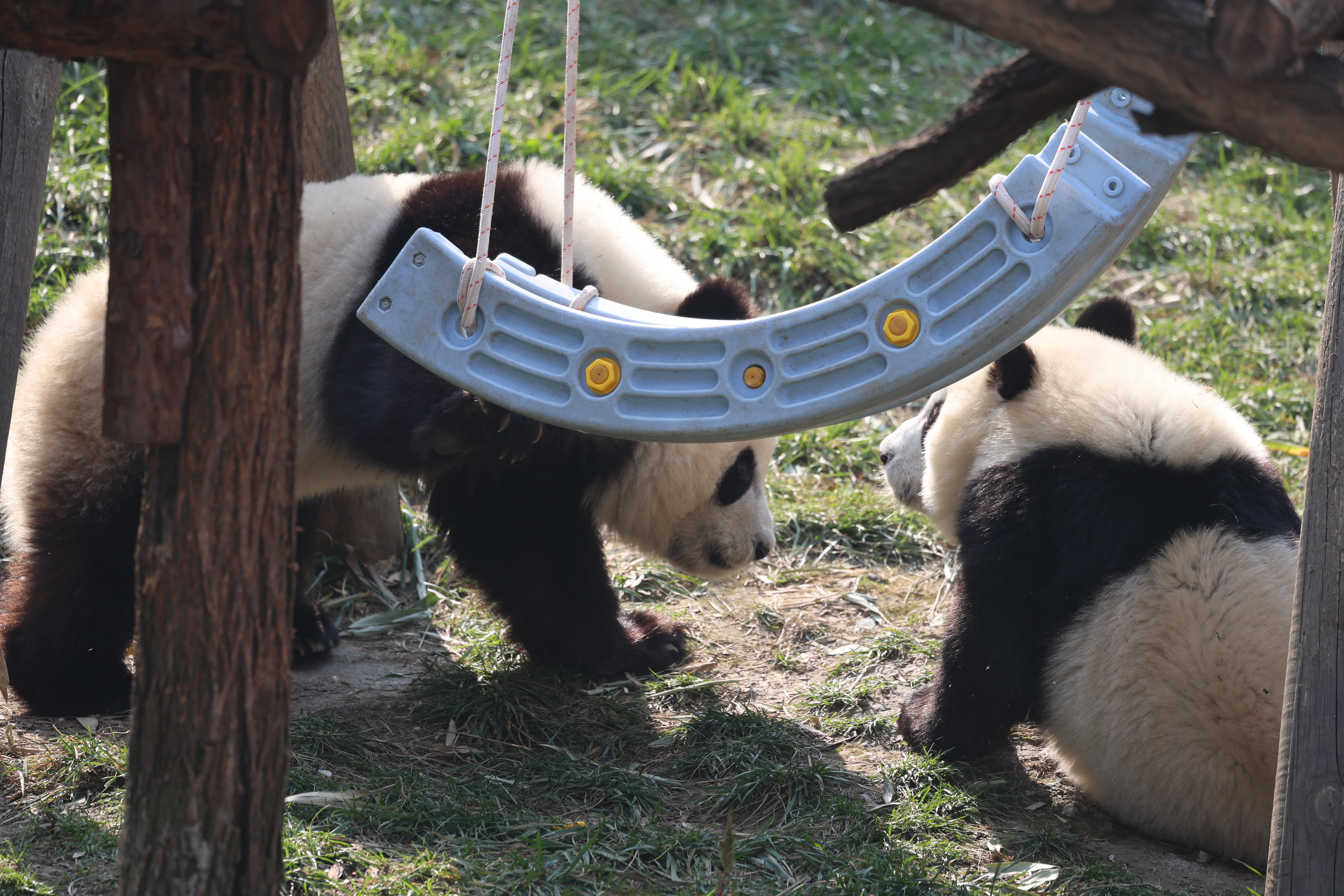 Research Center for the Qinling Giant Panda