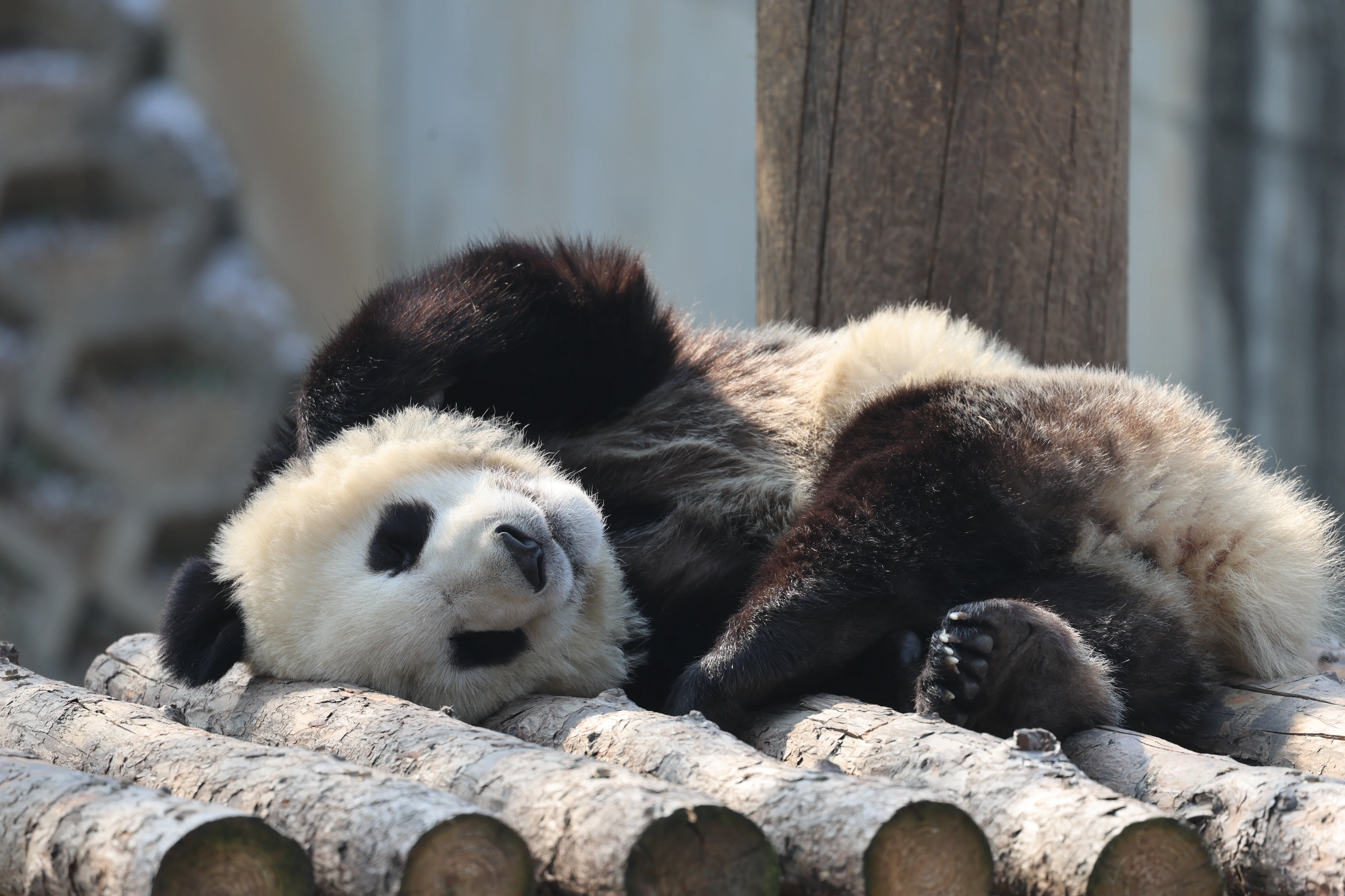 Research Center for the Qinling Giant Panda