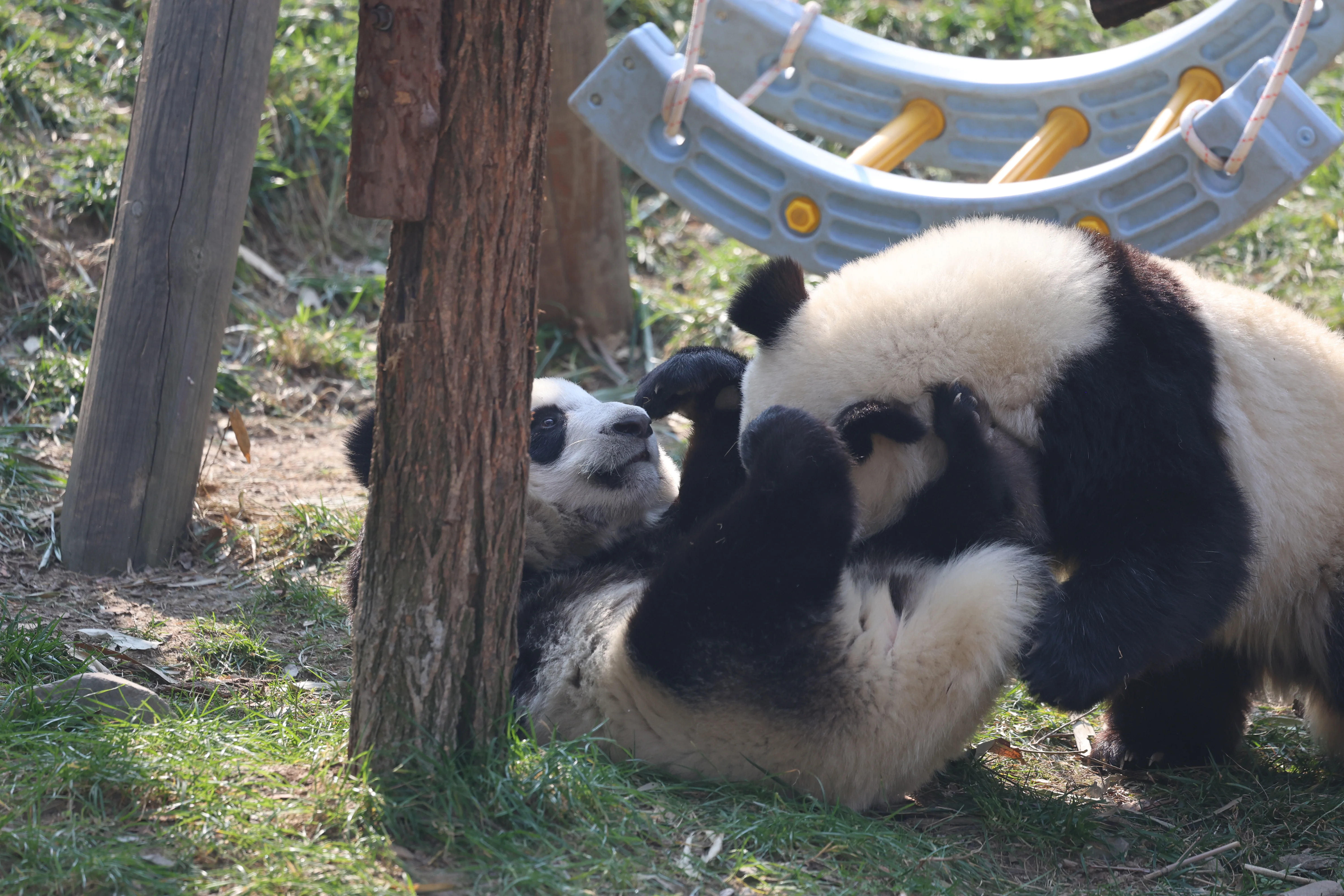 Research Center for the Qinling Giant Panda