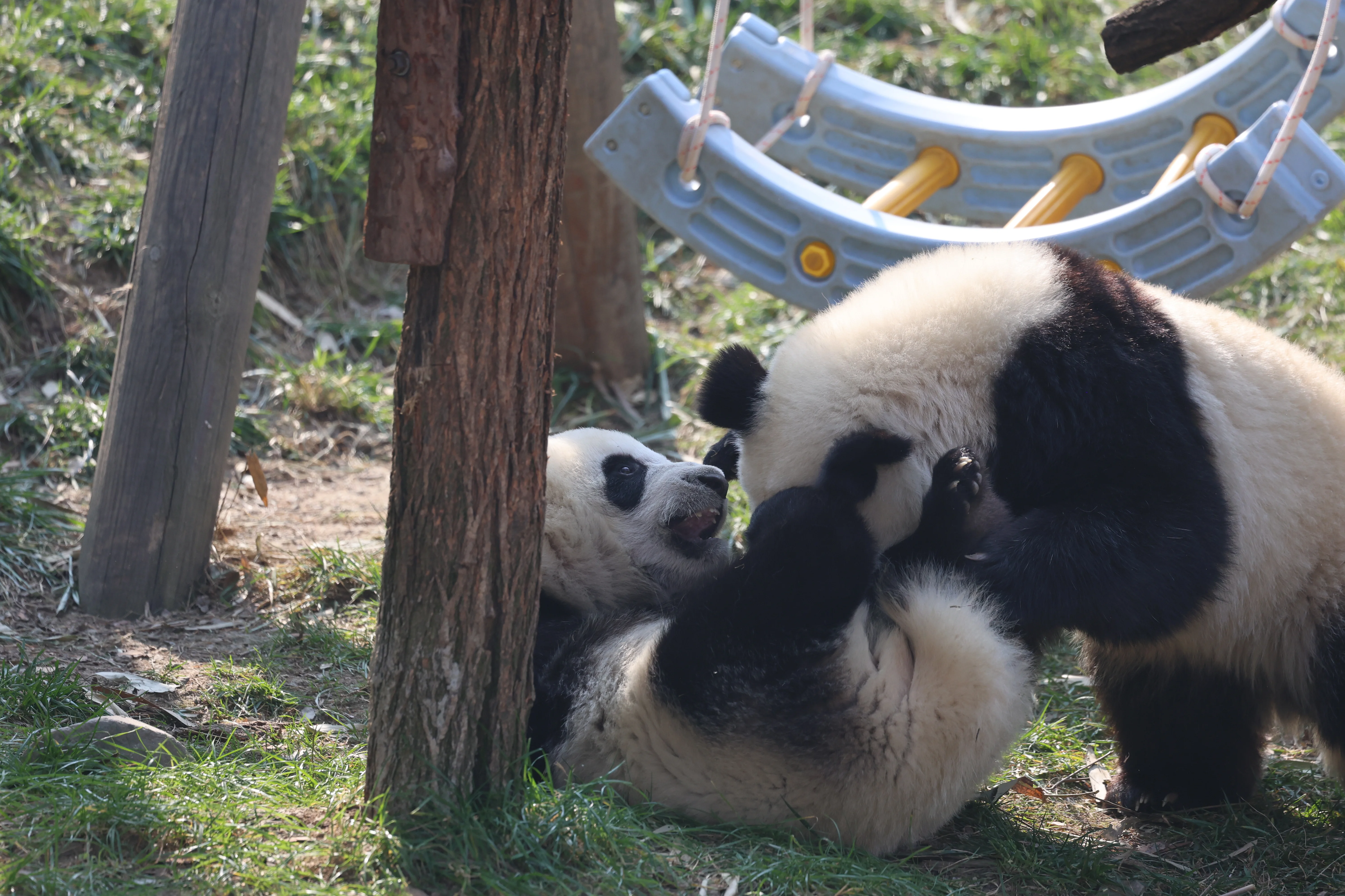 Research Center for the Qinling Giant Panda