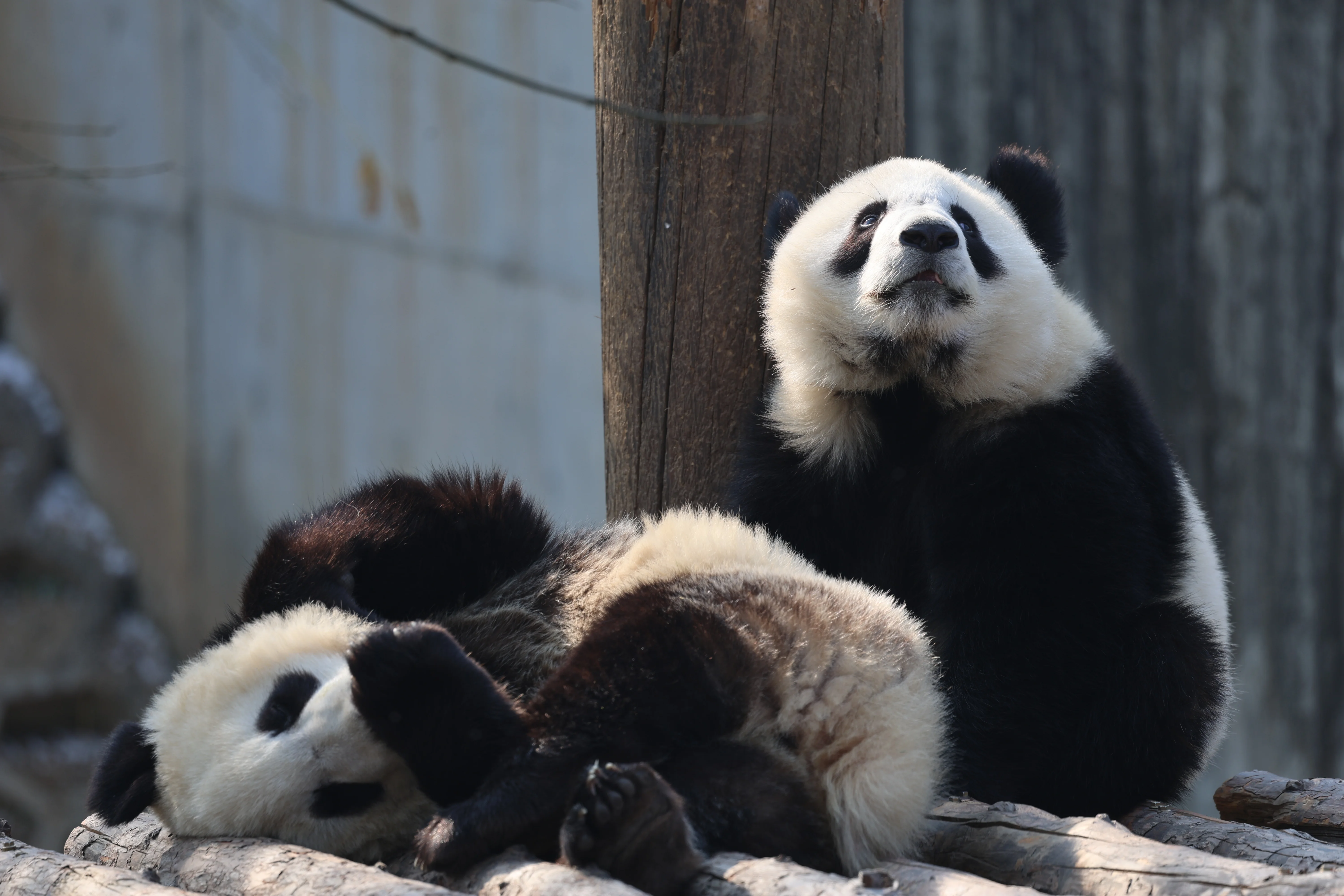 Research Center for the Qinling Giant Panda