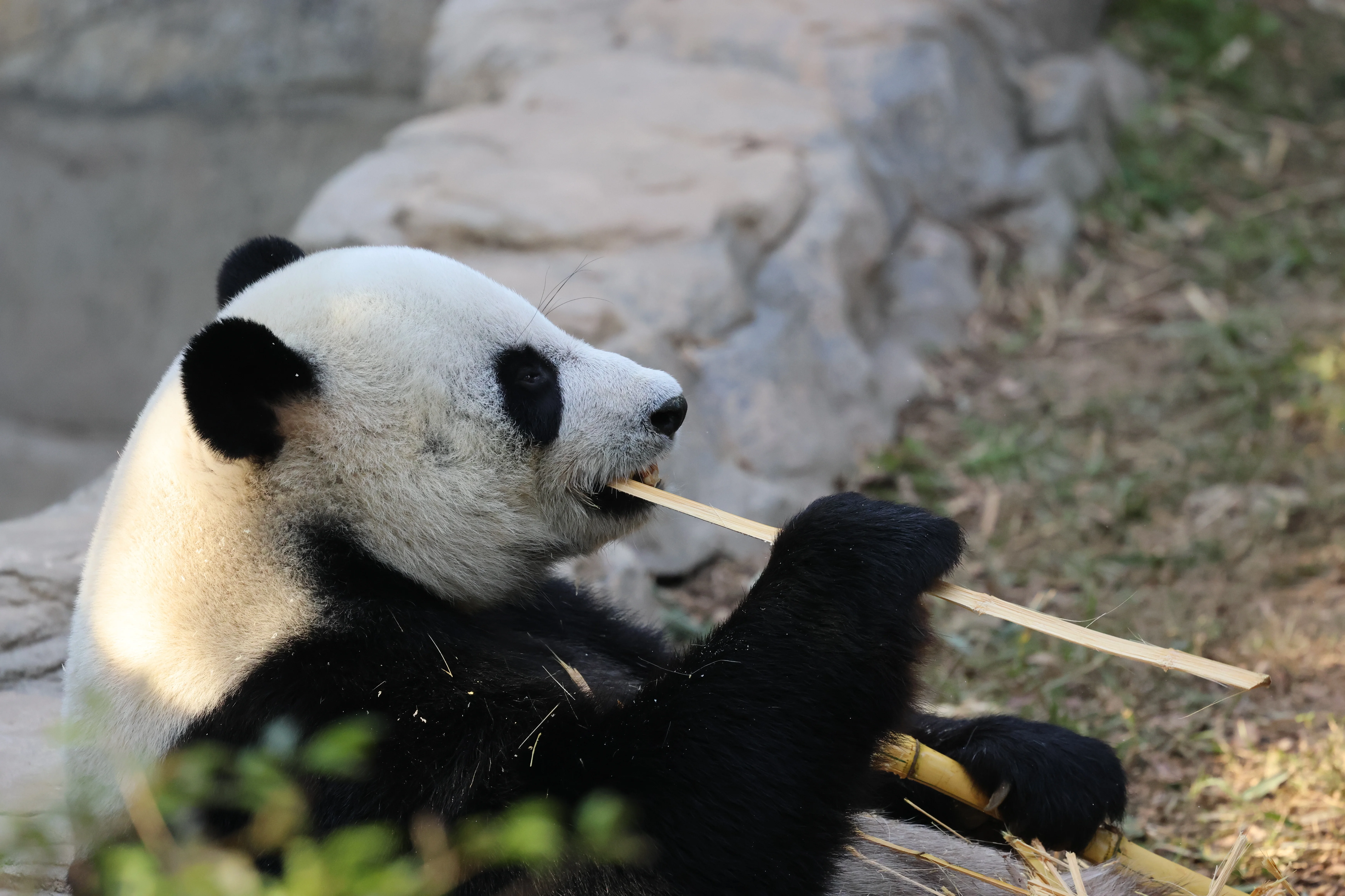 Dongguan Xiangshi Zoo