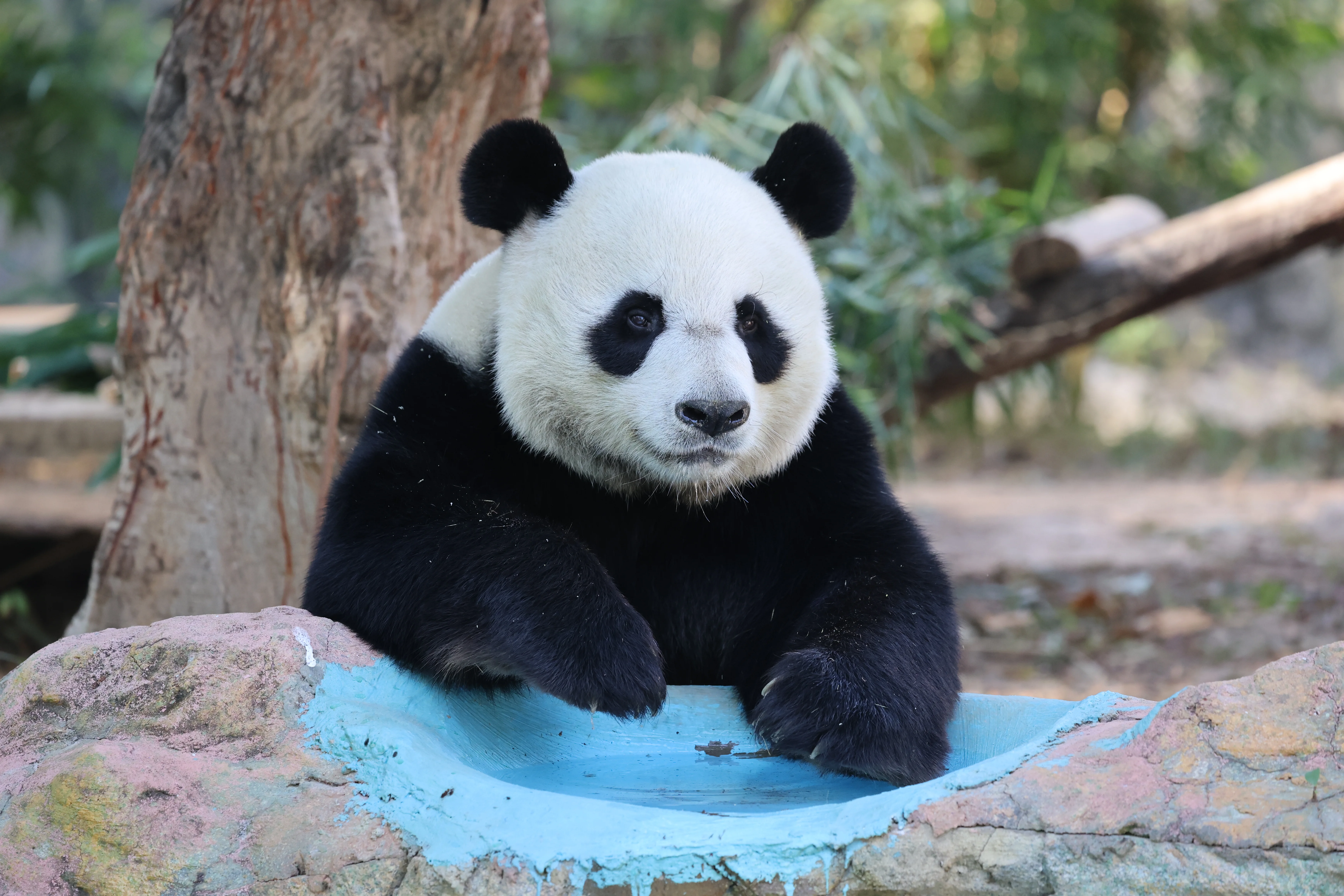 Dongguan Xiangshi Zoo