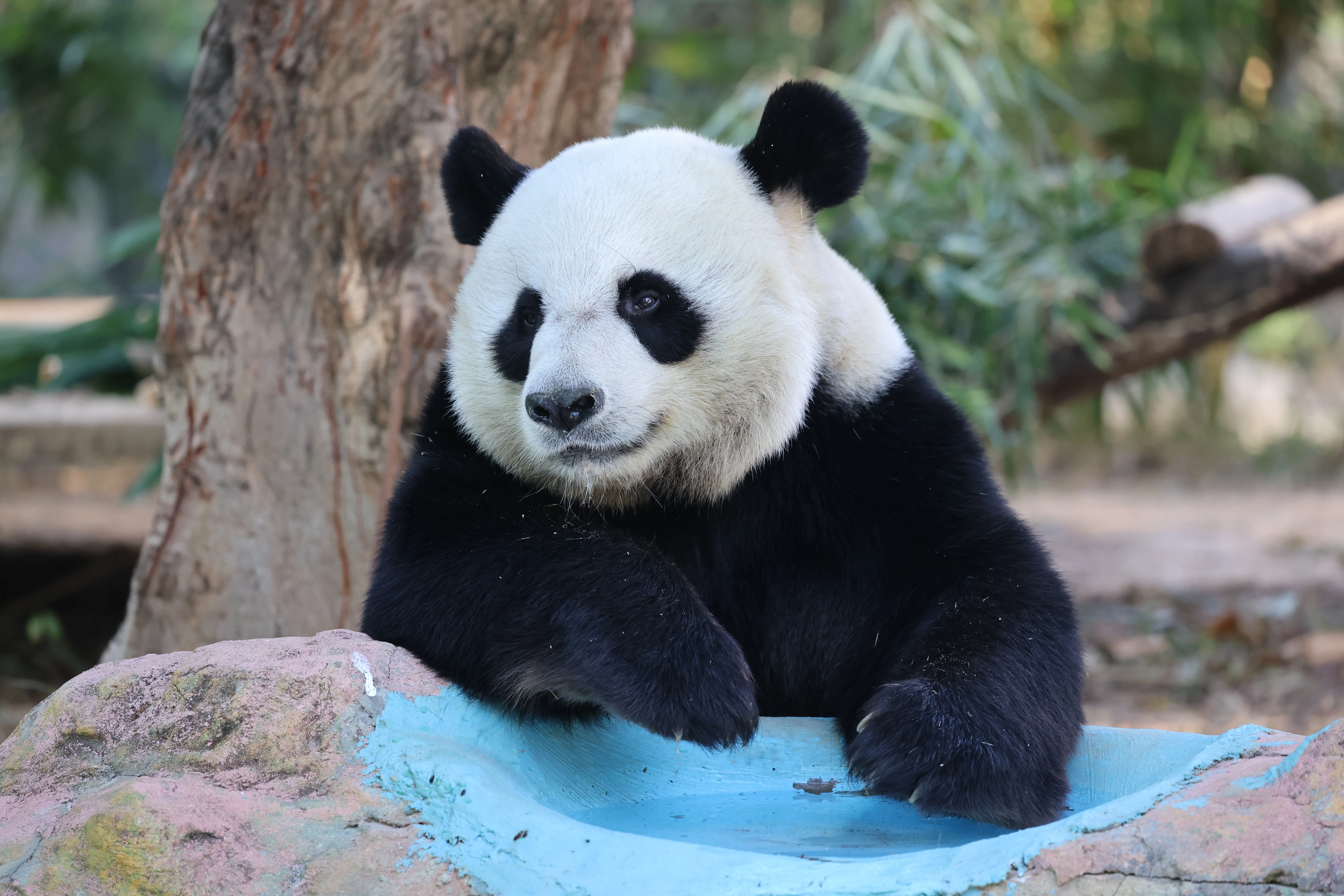 Dongguan Xiangshi Zoo