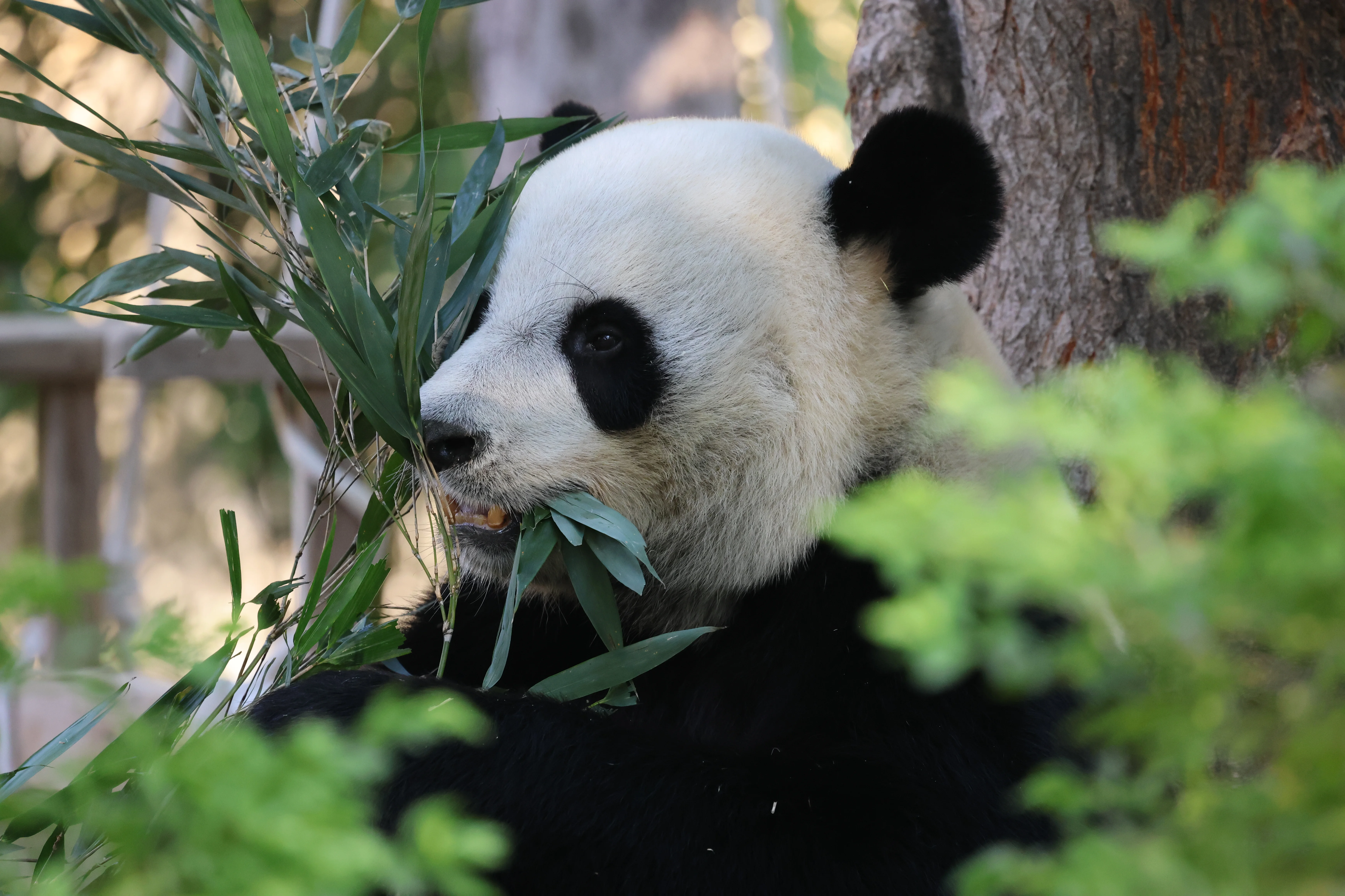 Dongguan Xiangshi Zoo