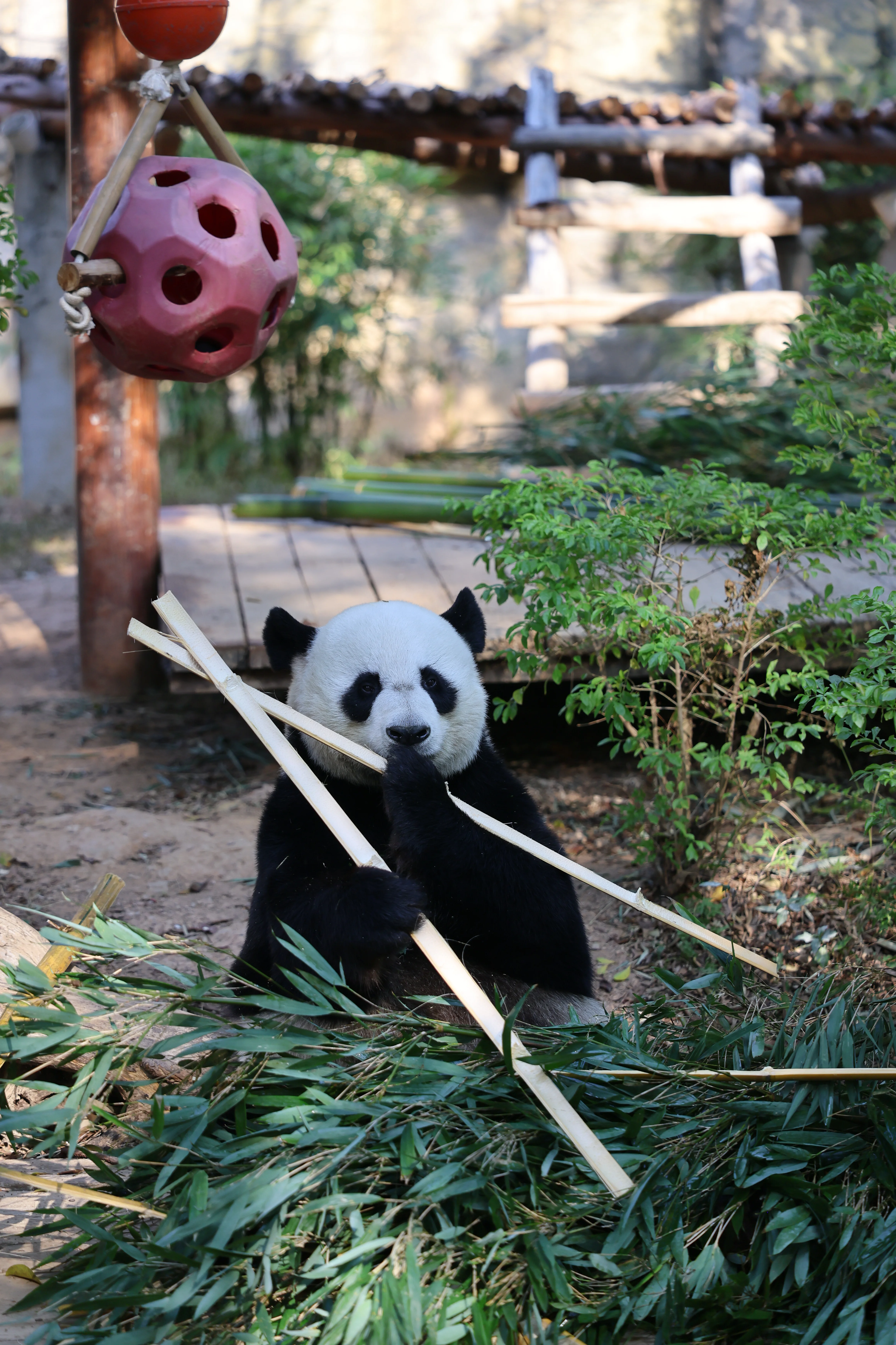 Dongguan Xiangshi Zoo