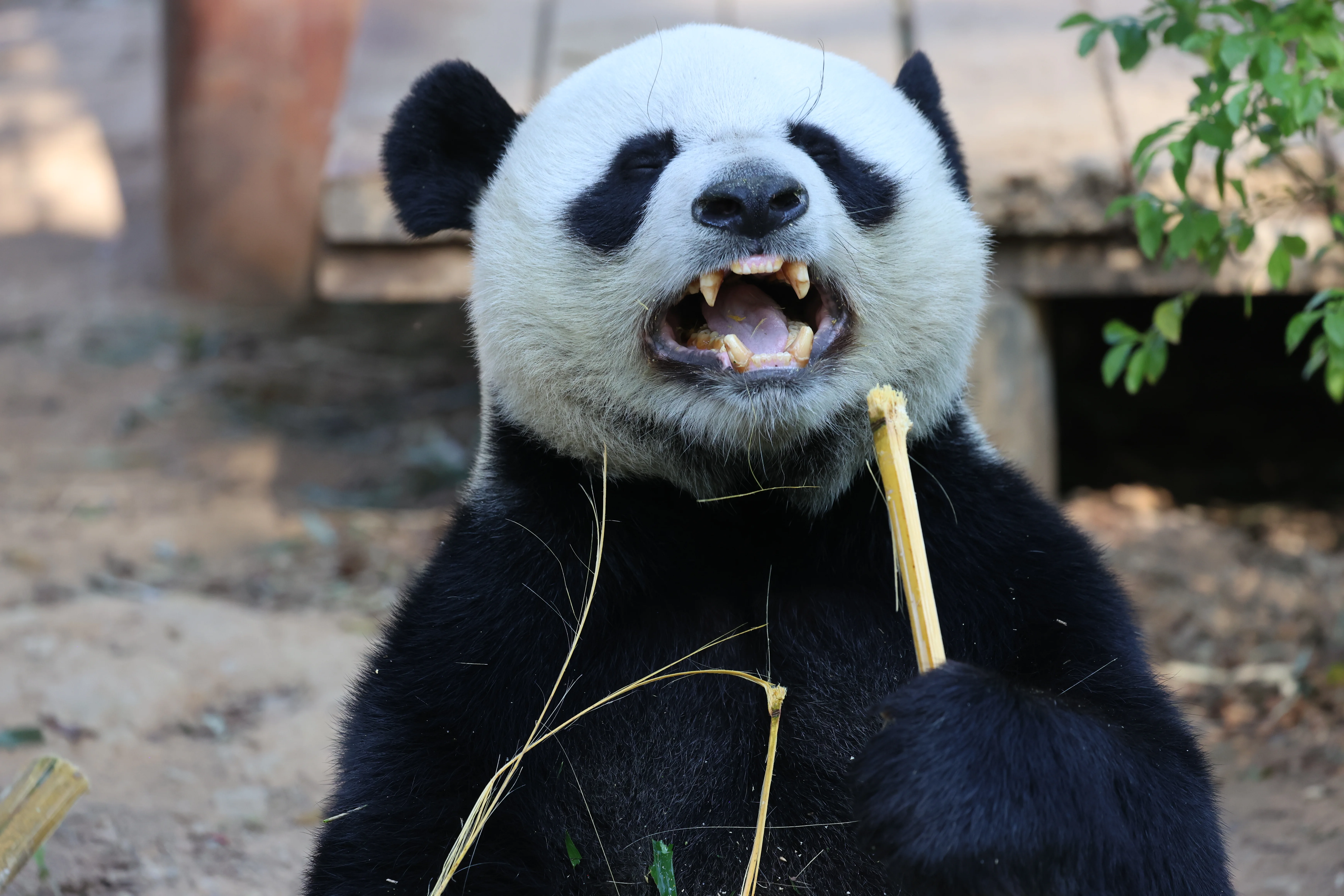 Dongguan Xiangshi Zoo