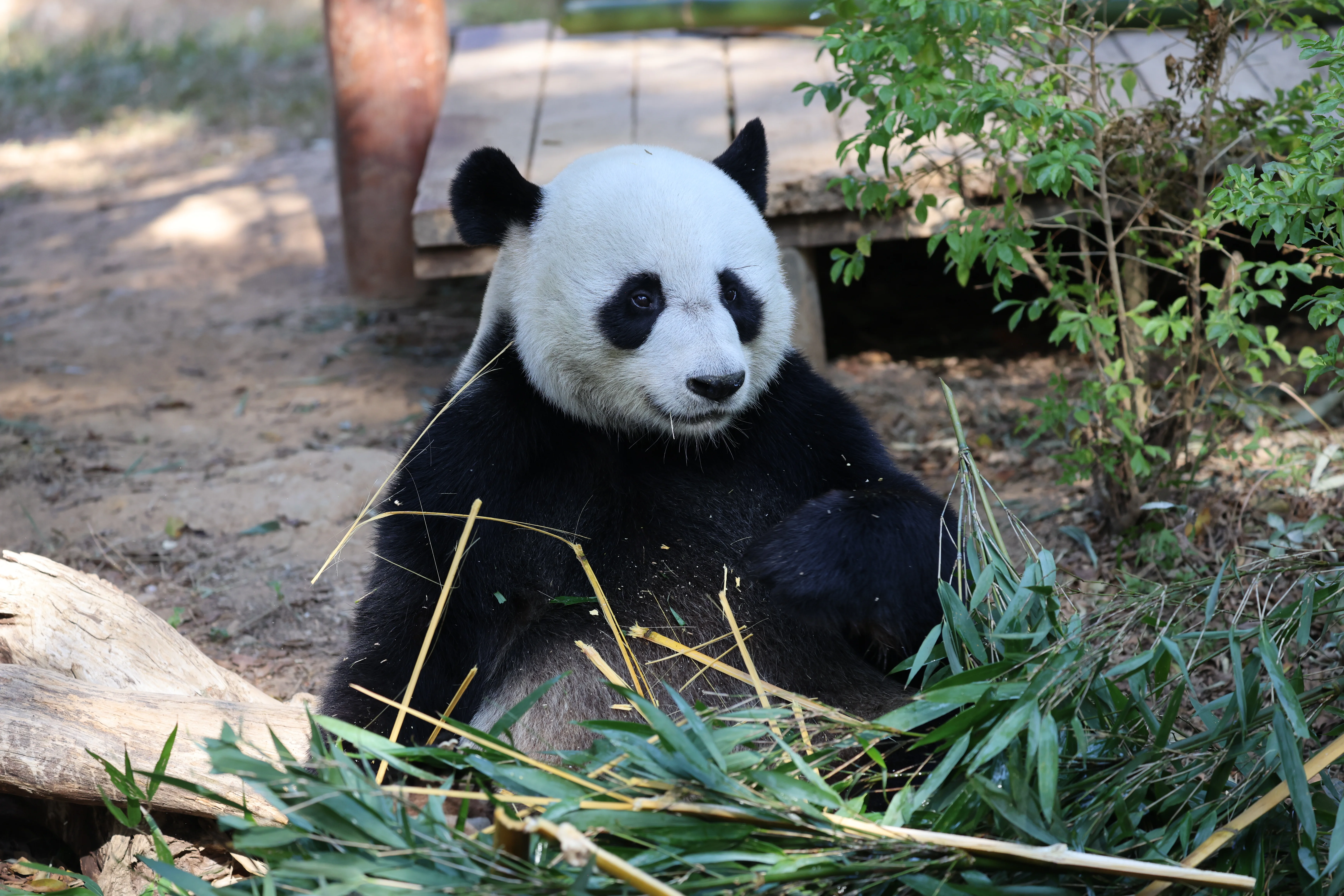 Dongguan Xiangshi Zoo