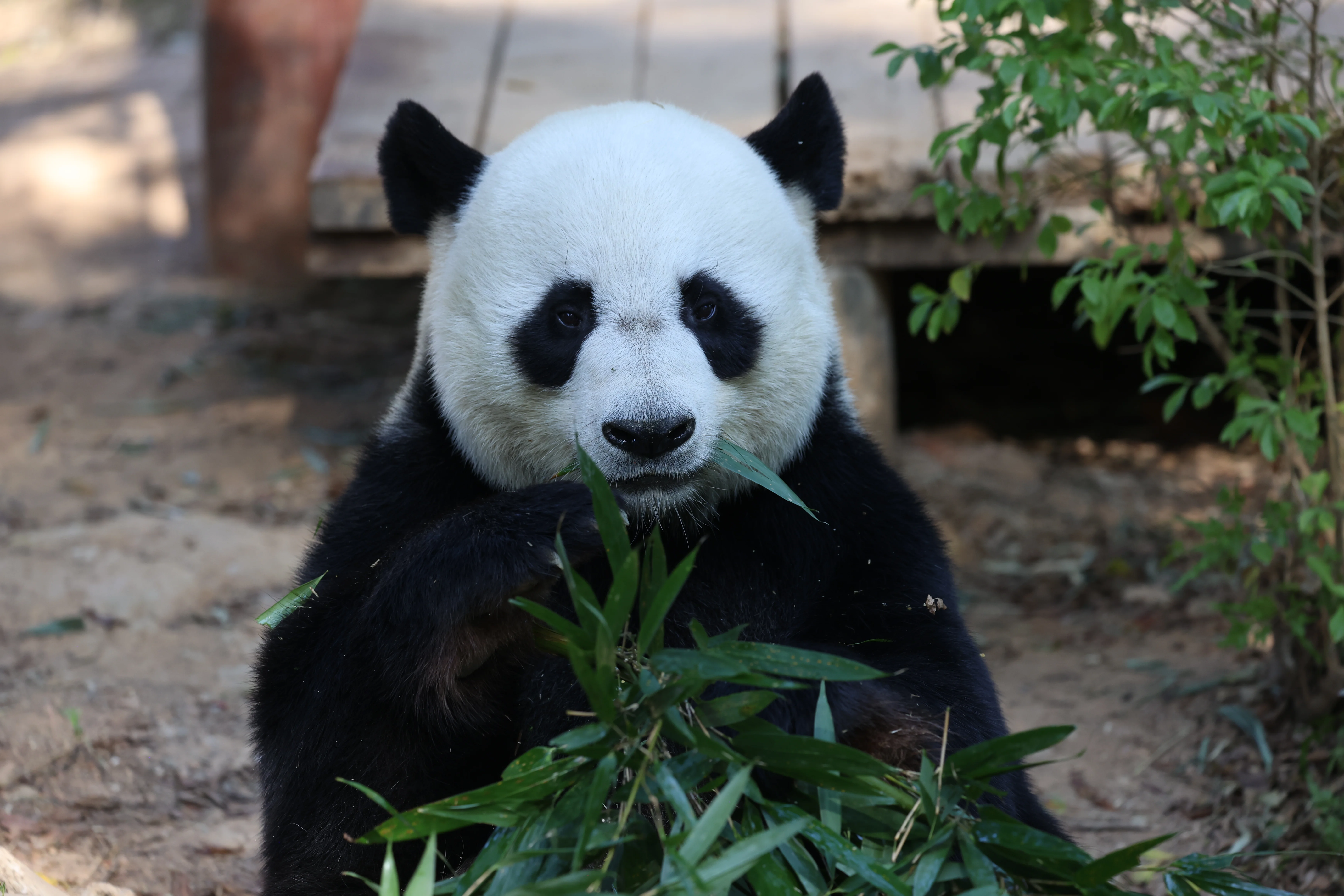 Dongguan Xiangshi Zoo
