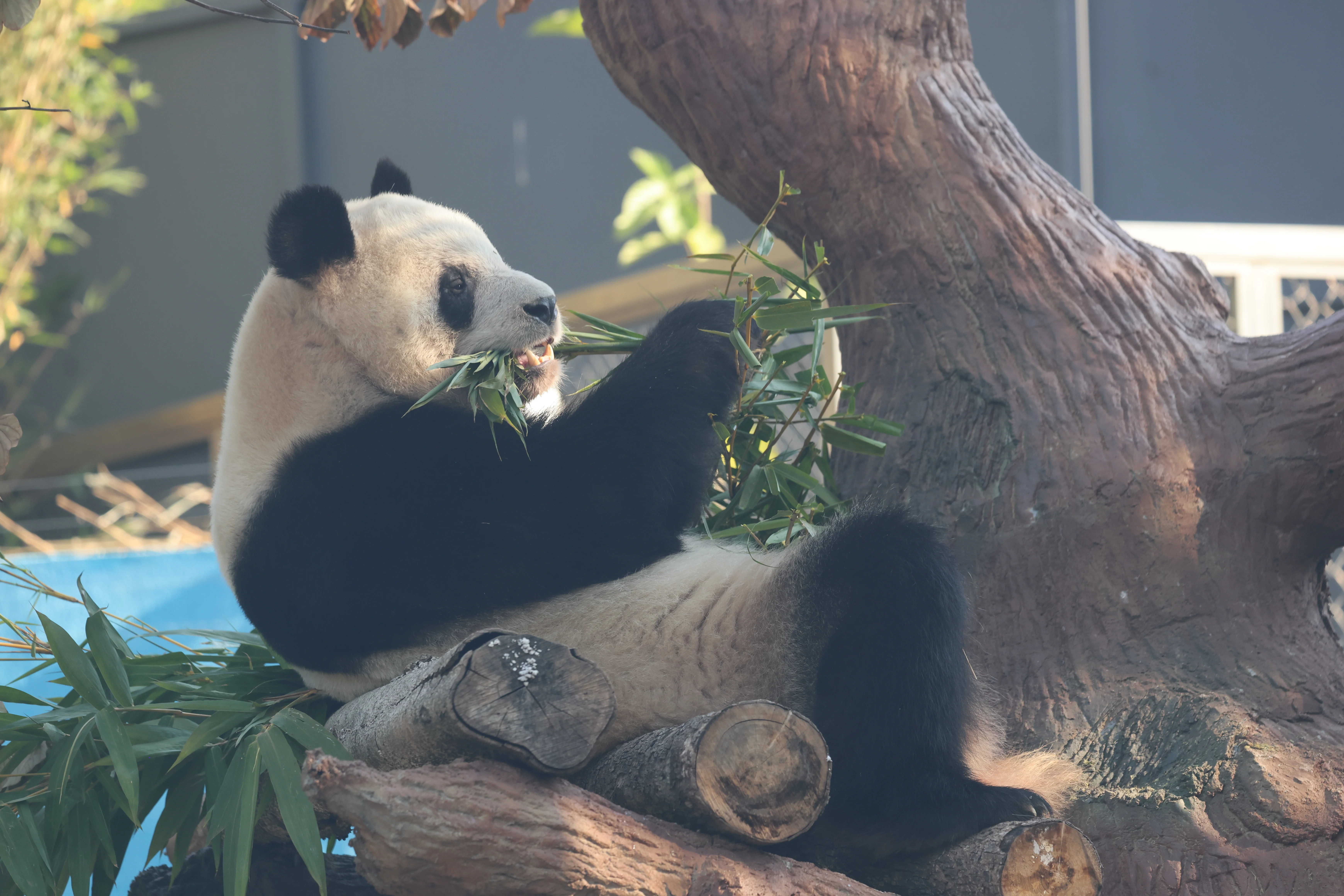 Guangzhou Zoo