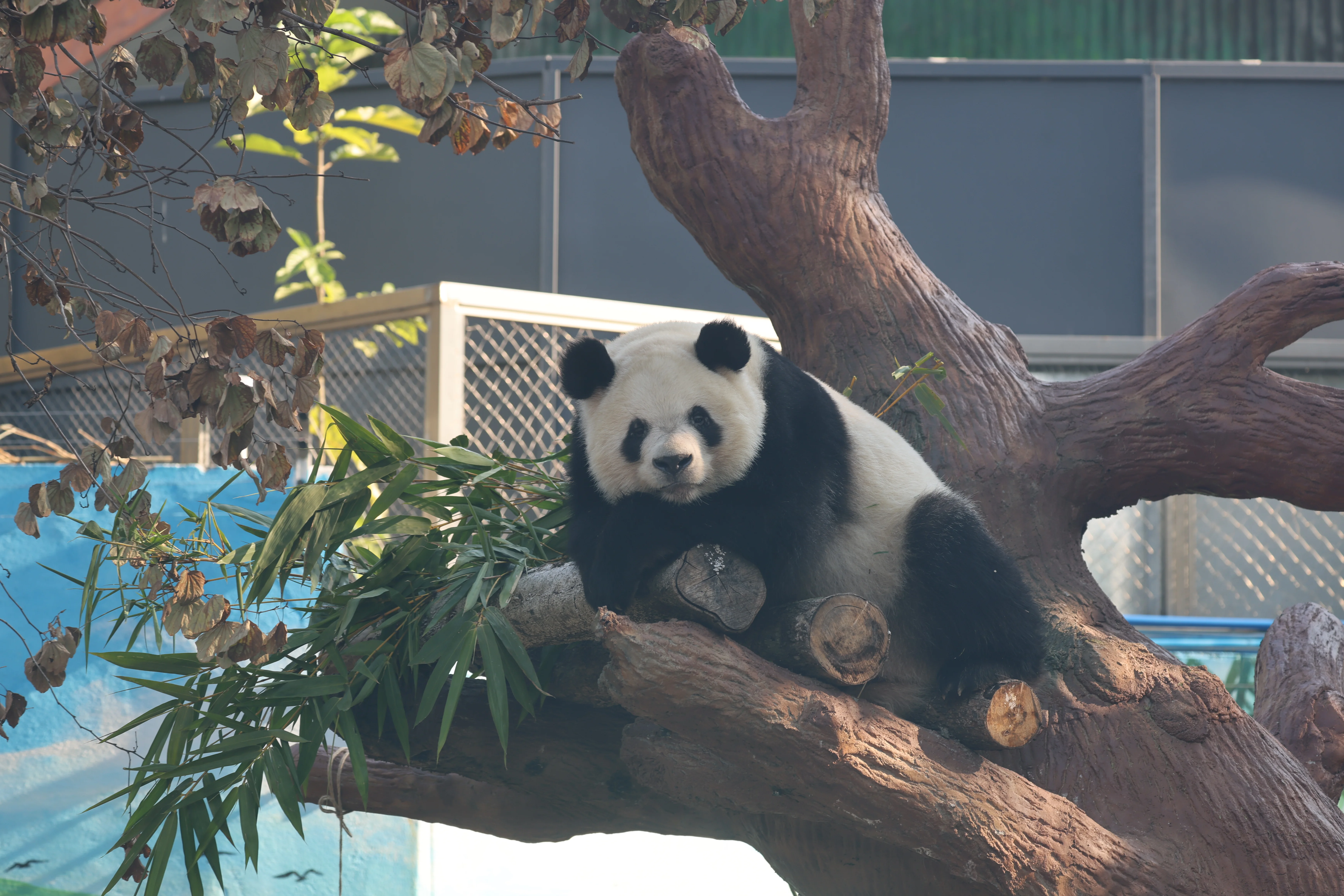 Guangzhou Zoo