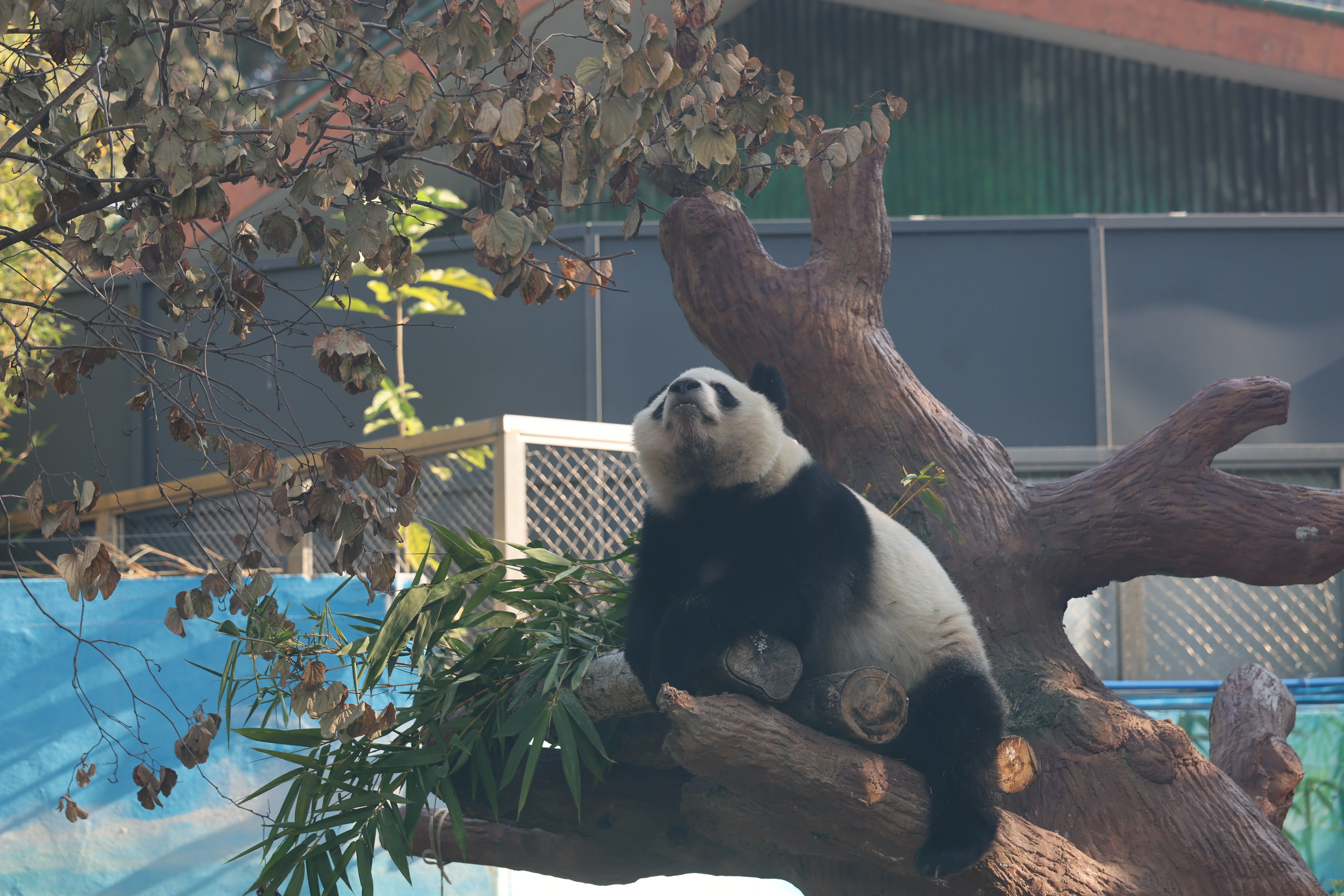 Guangzhou Zoo