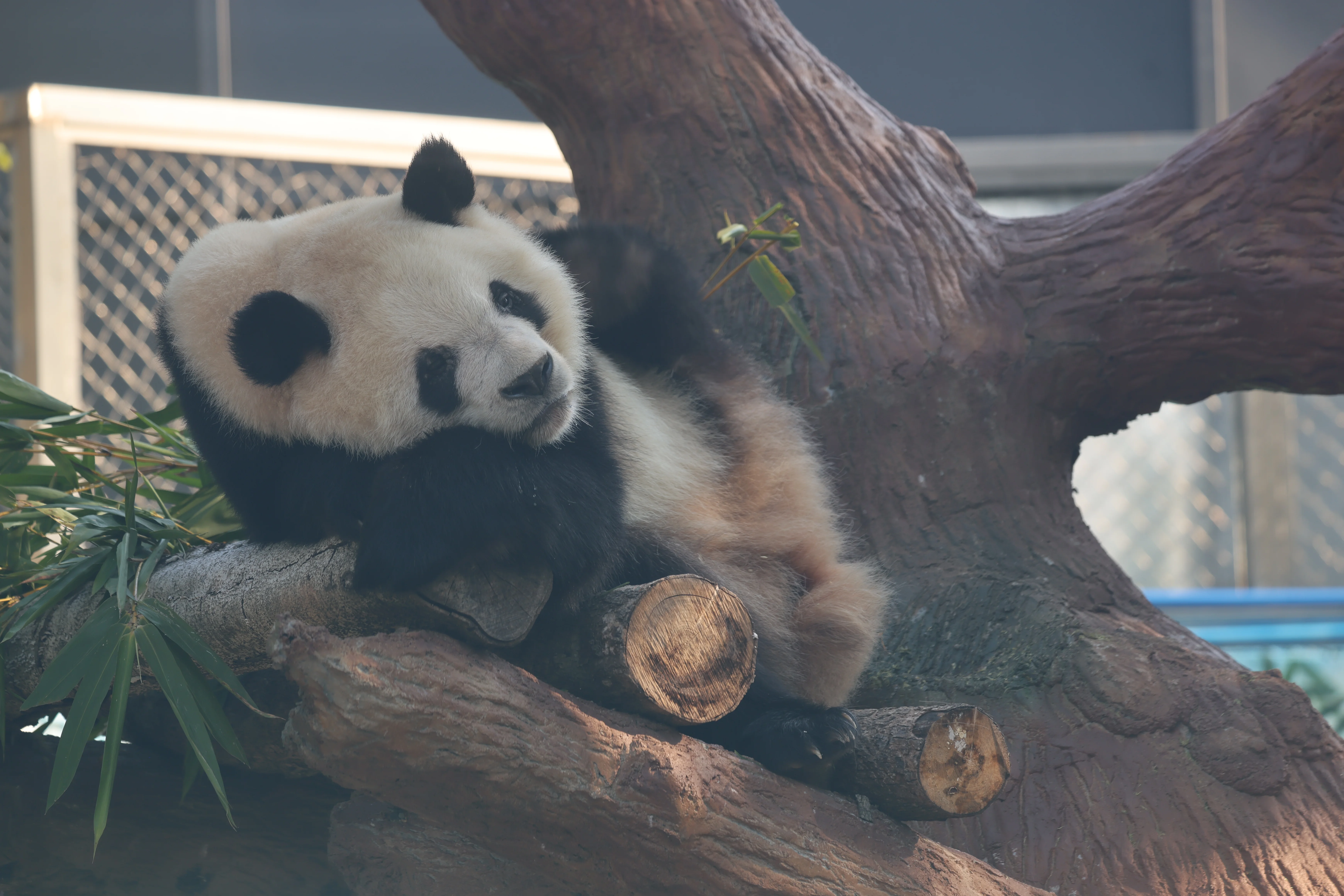 Guangzhou Zoo