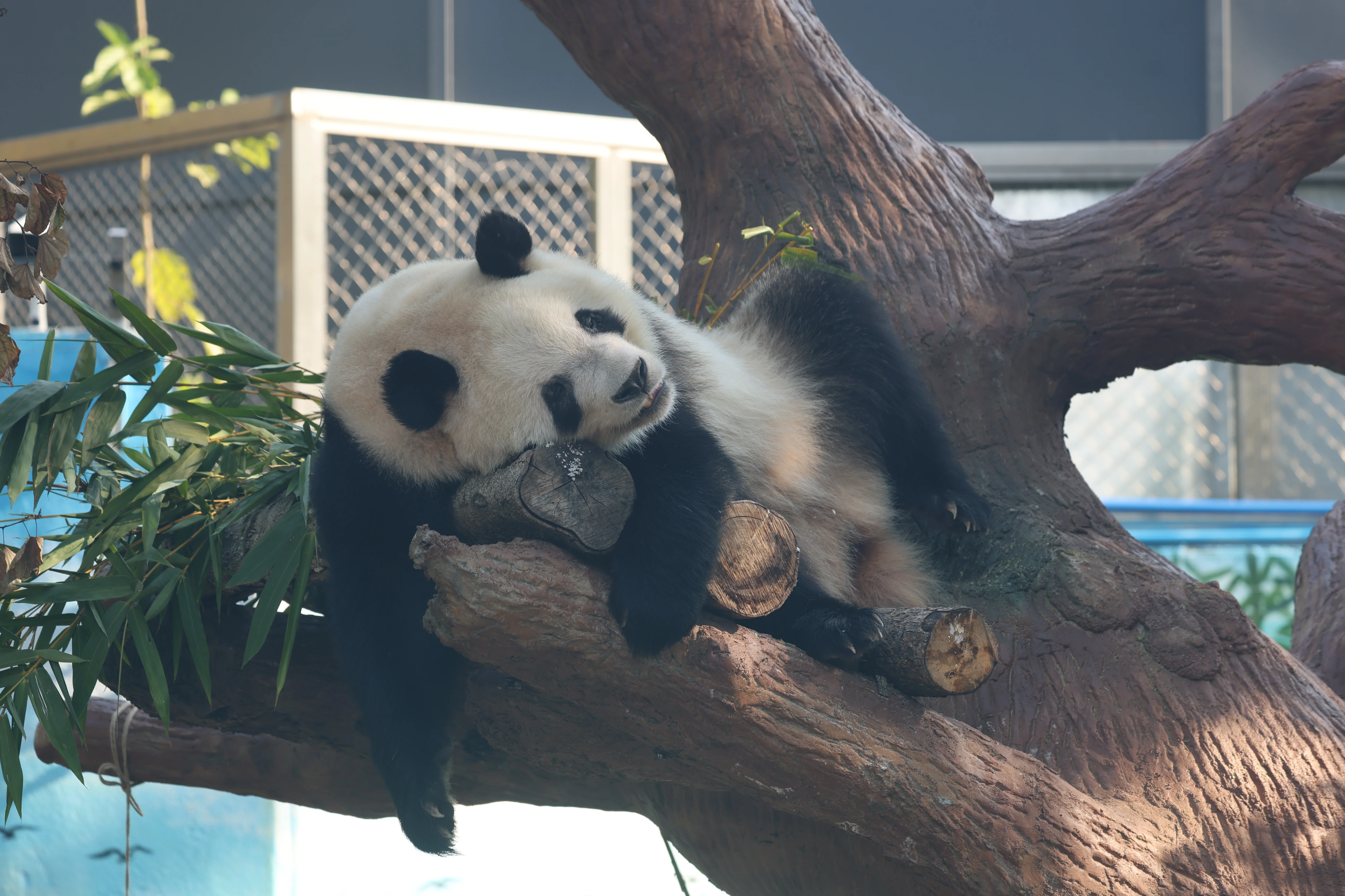 Guangzhou Zoo