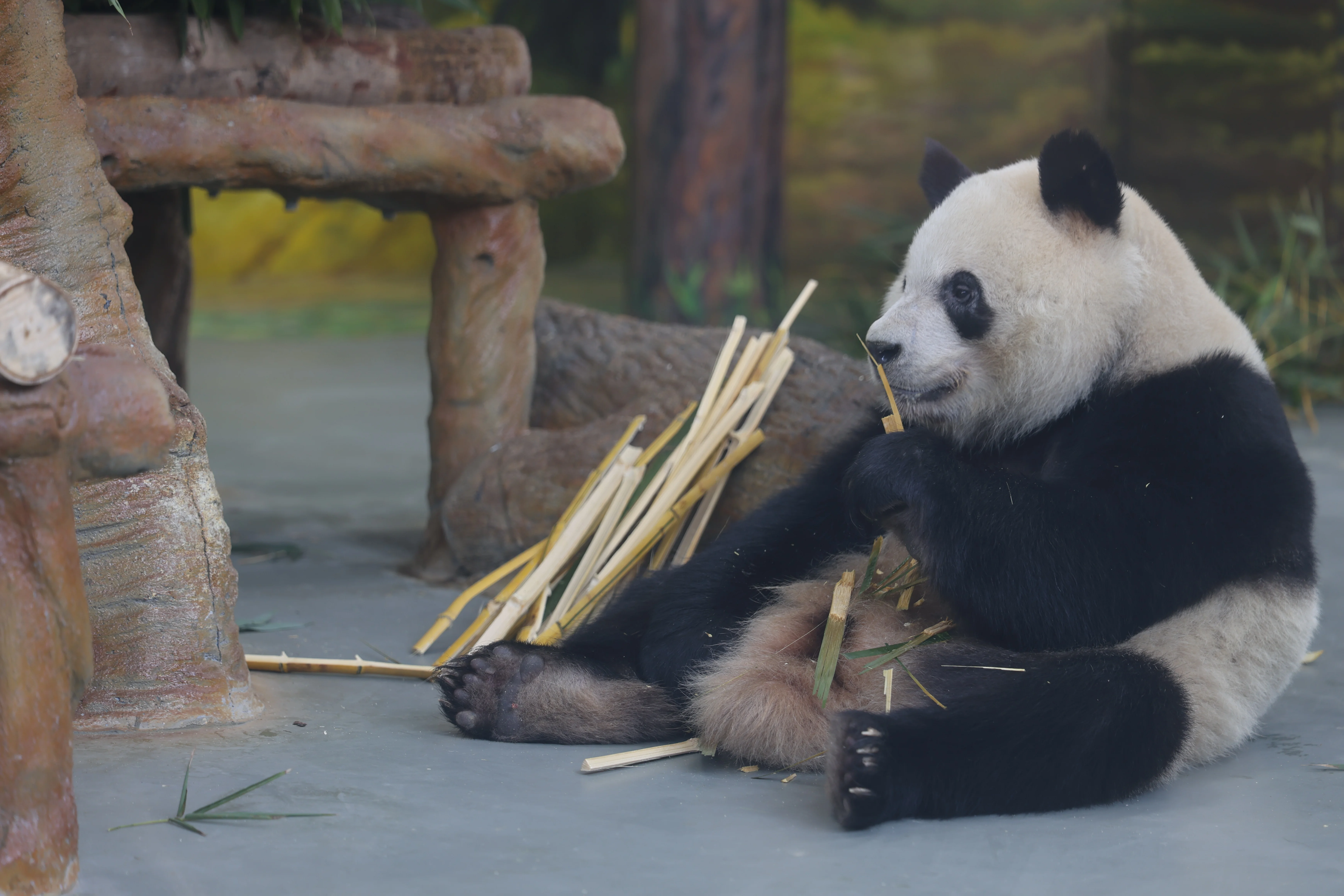 Guangzhou Zoo