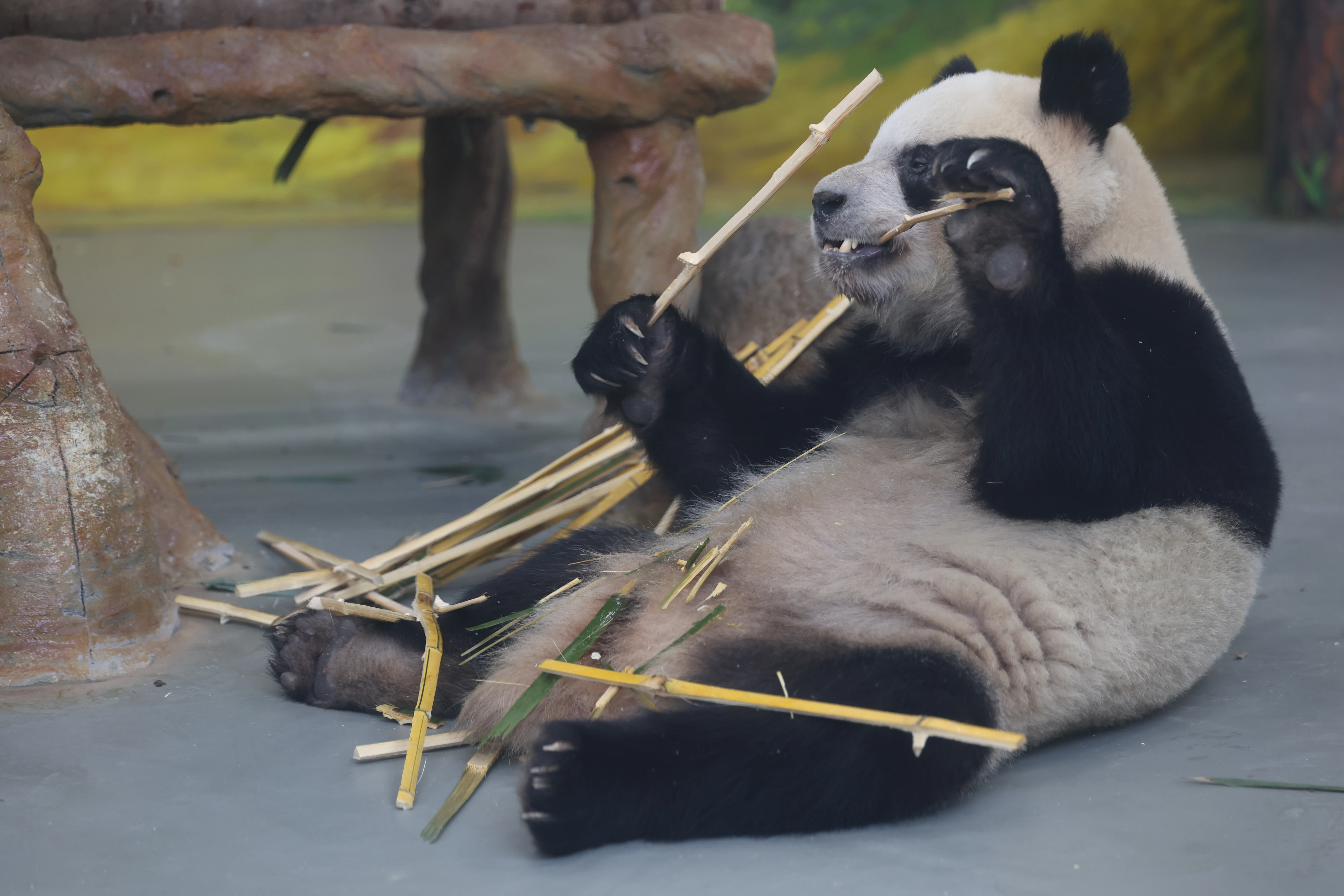 Guangzhou Zoo