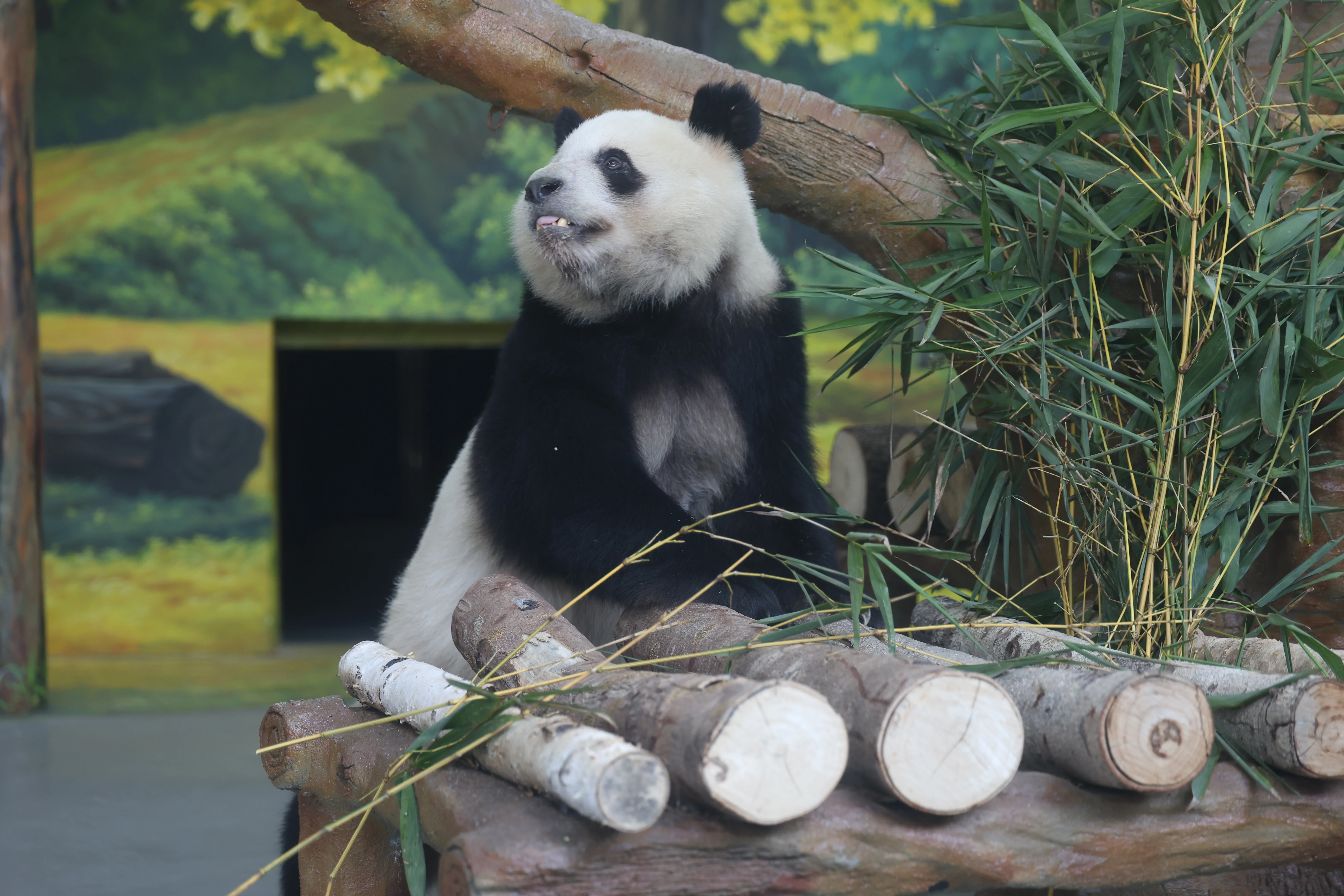 Guangzhou Zoo