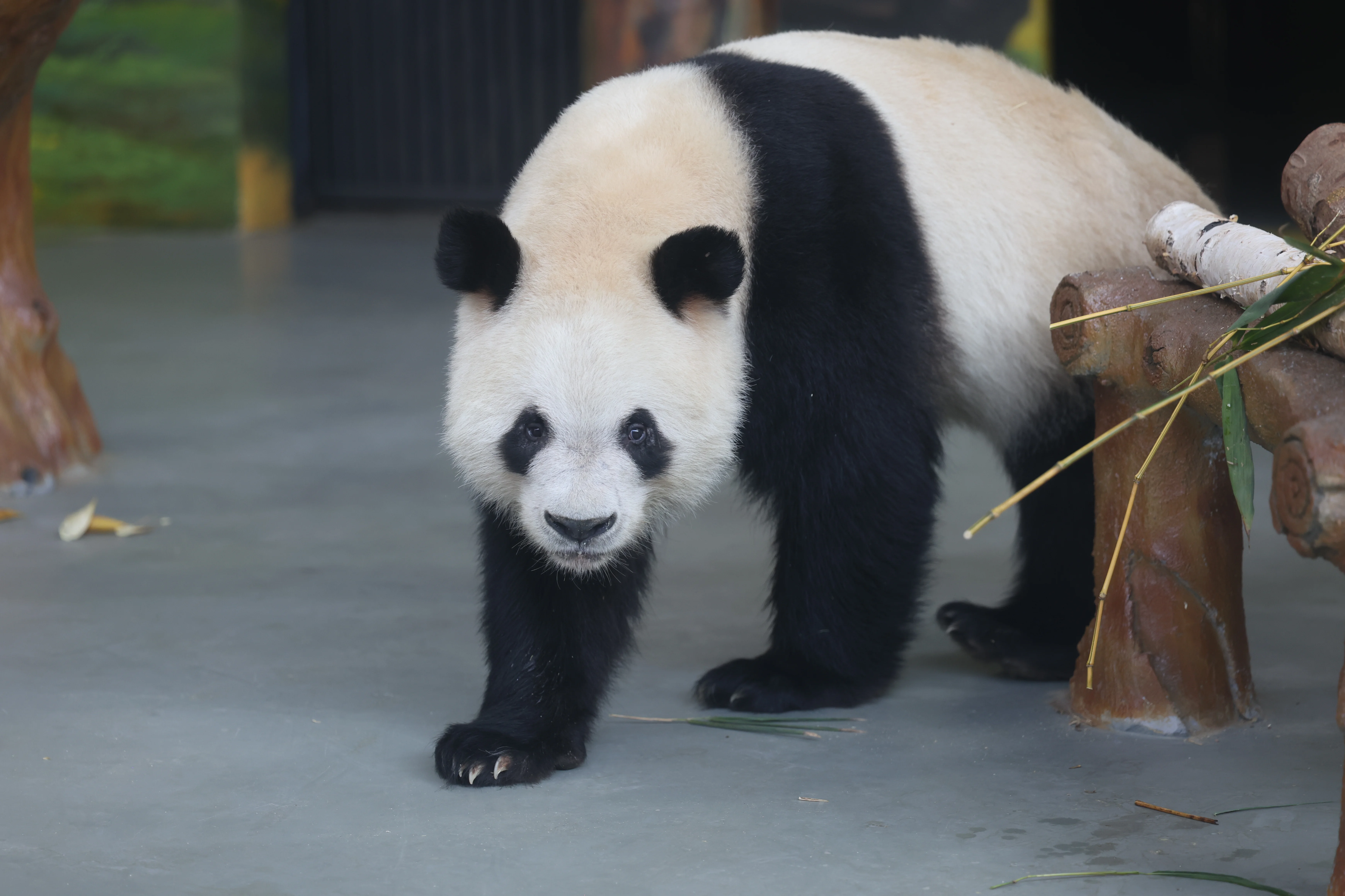 Guangzhou Zoo