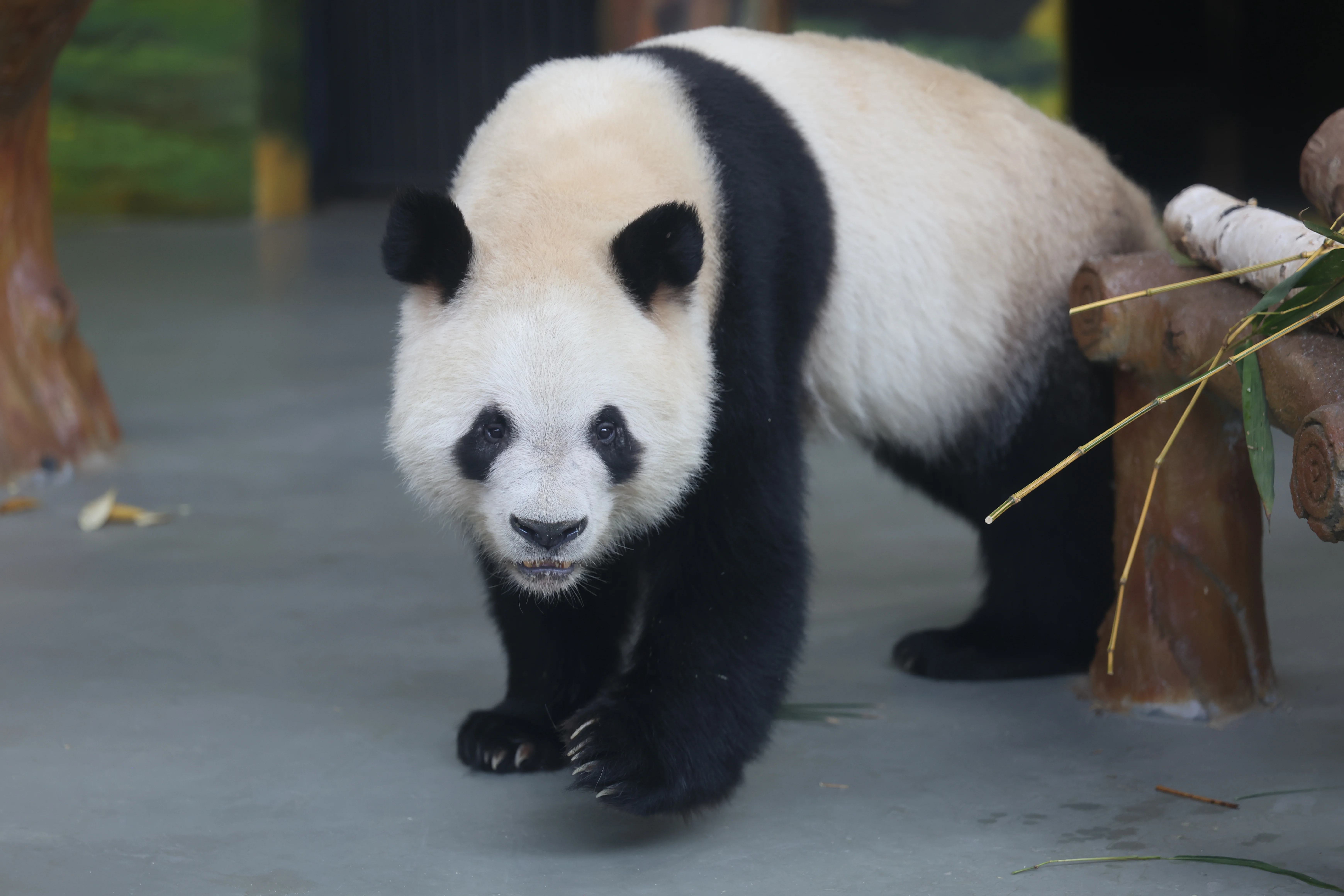 Guangzhou Zoo