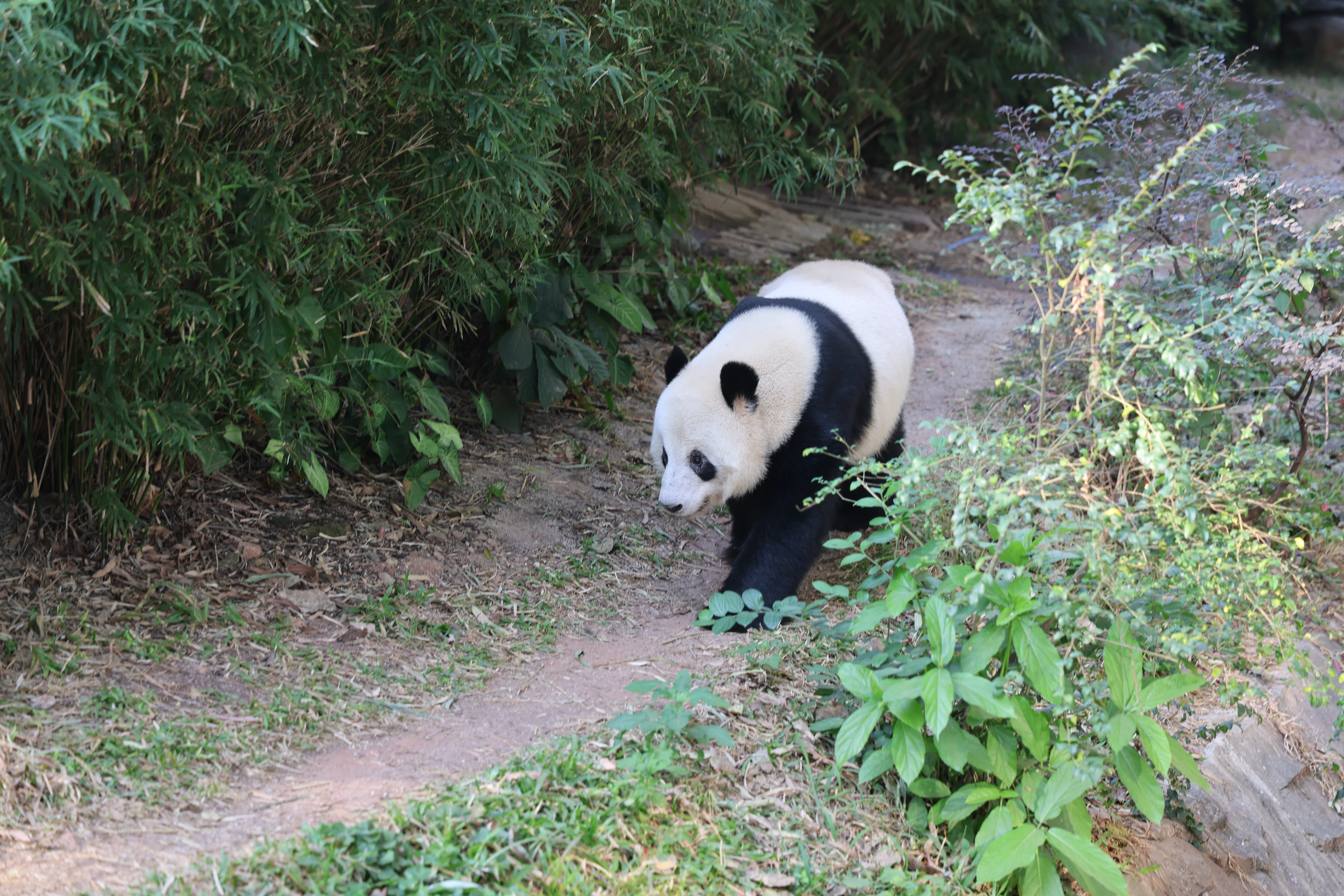 Guangzhou Zoo