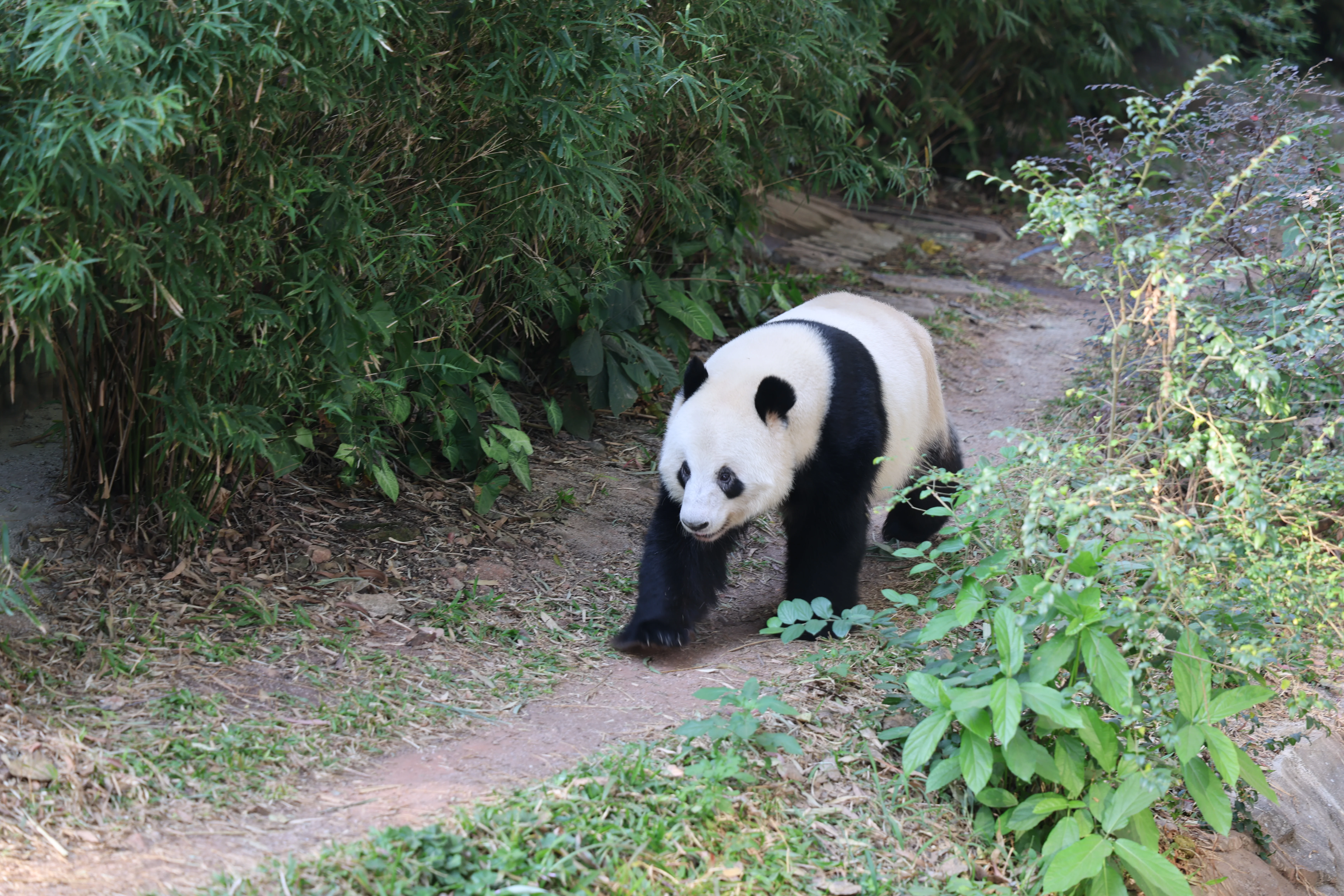 Guangzhou Zoo
