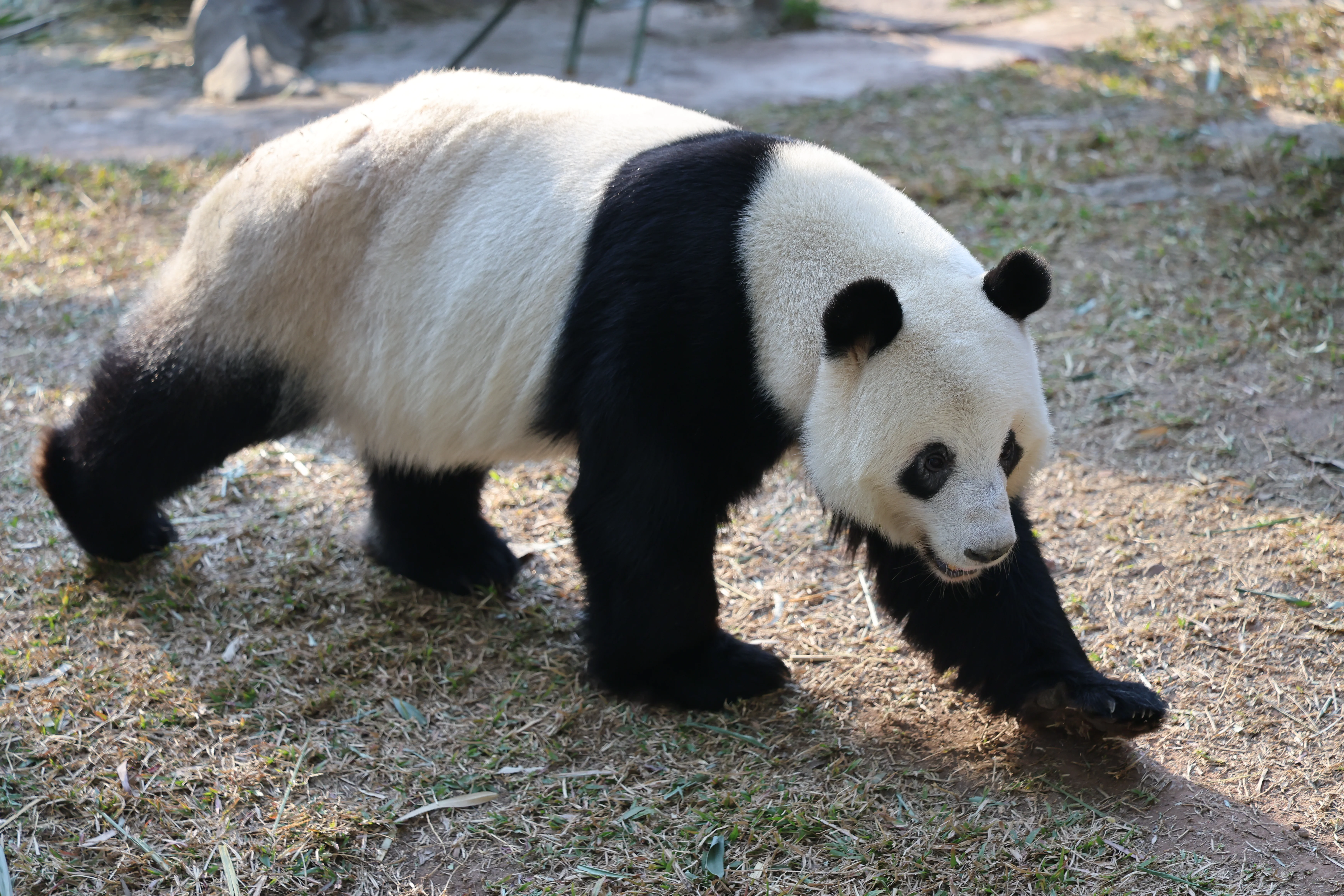 Guangzhou Zoo