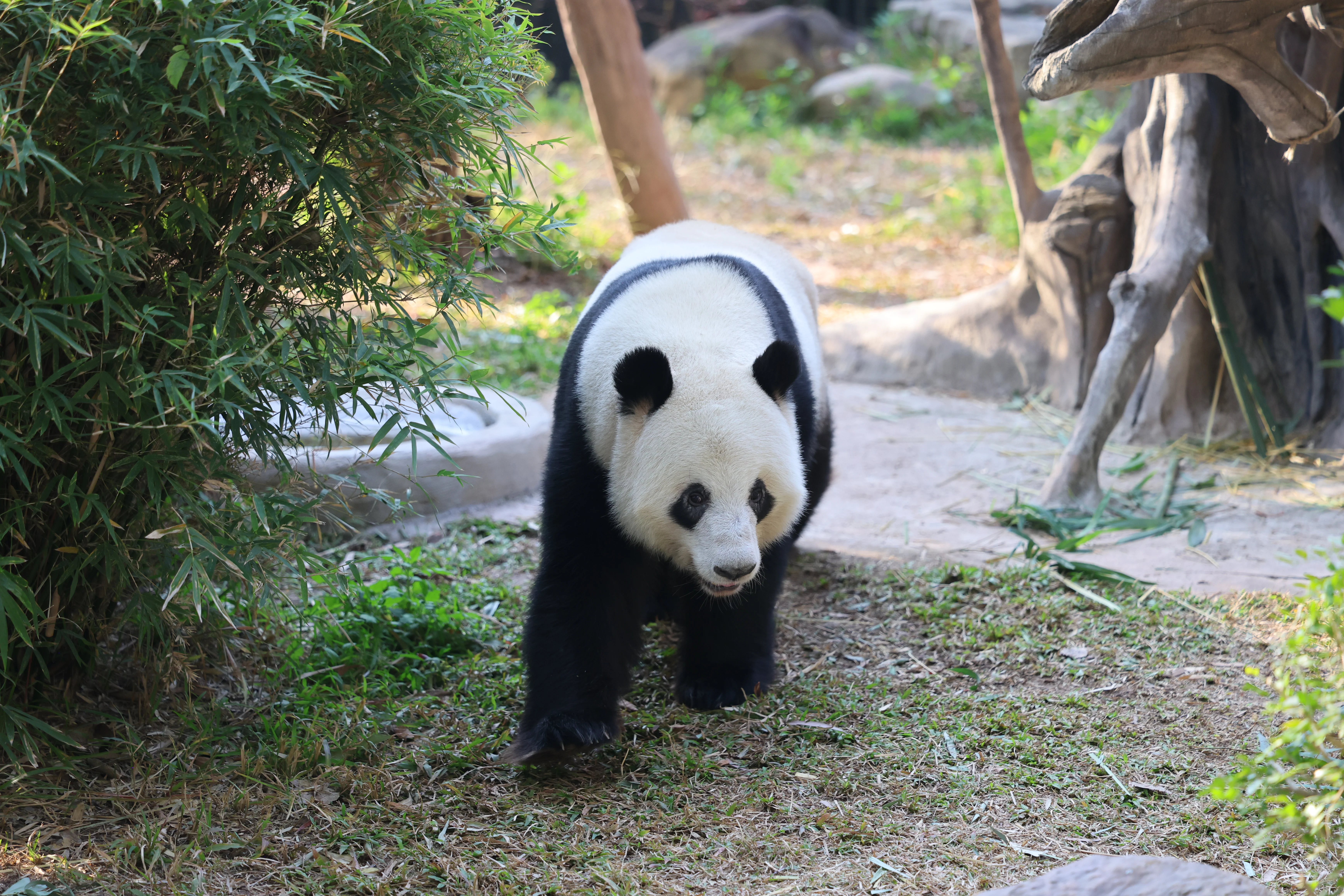 Guangzhou Zoo