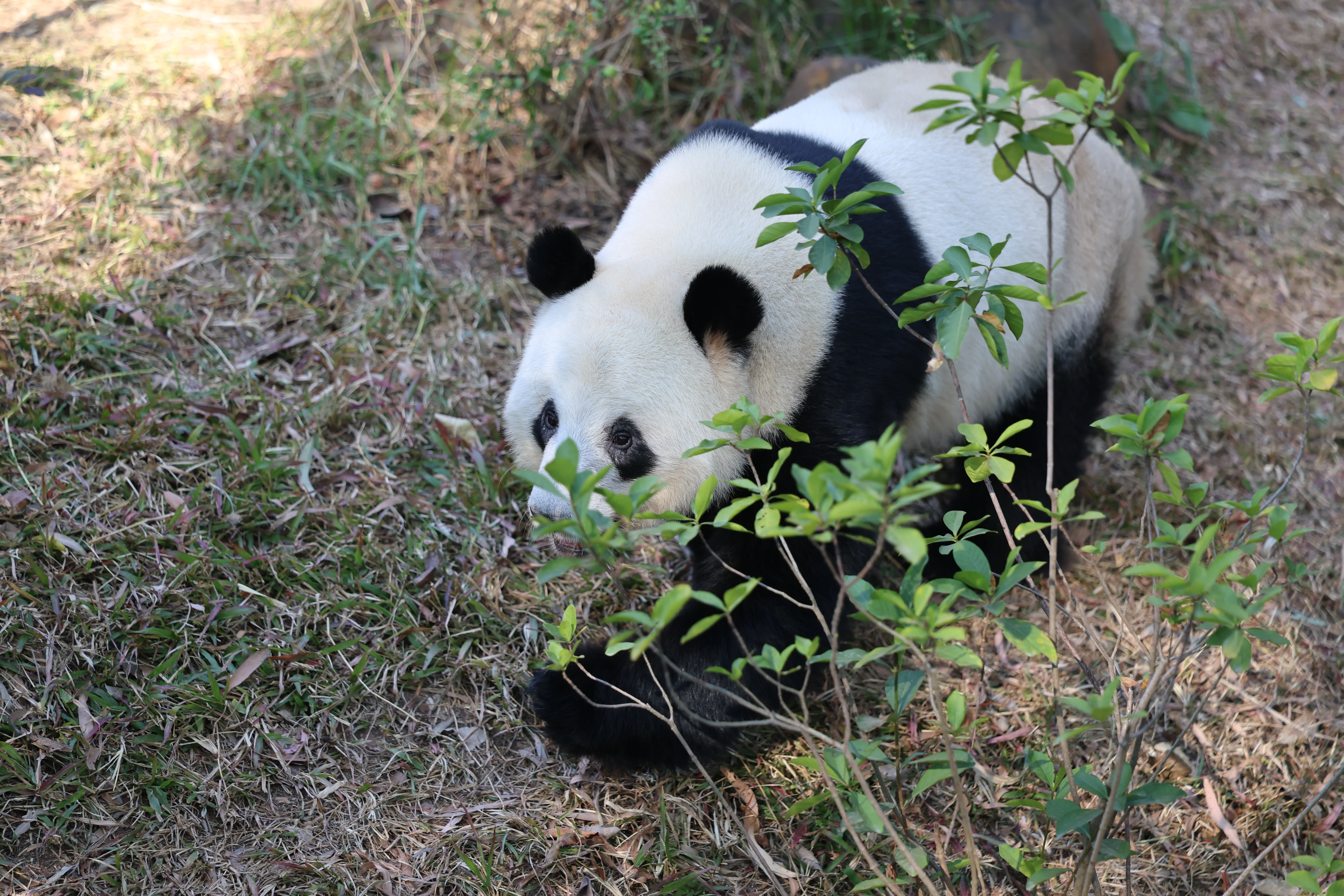 Guangzhou Zoo