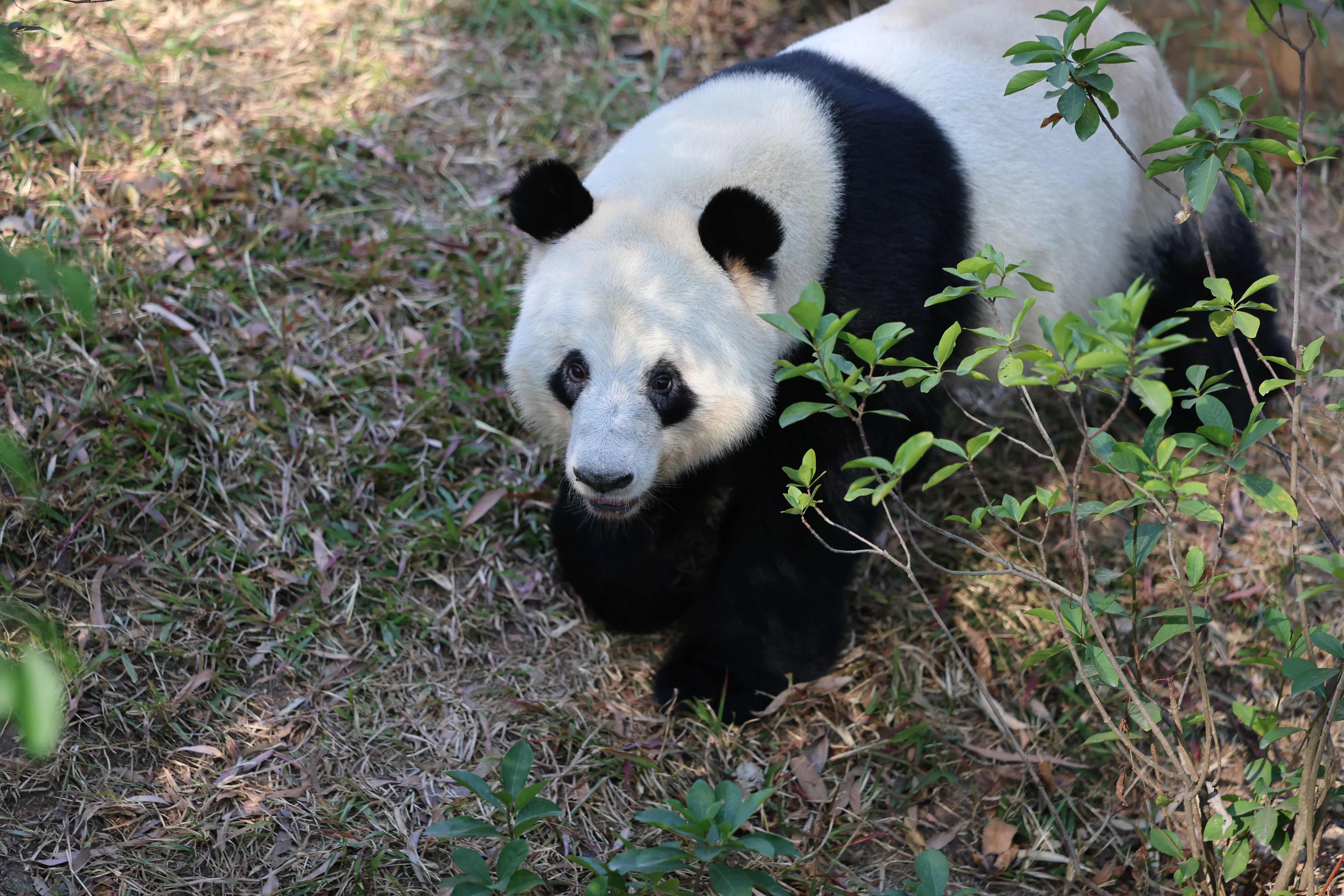 Guangzhou Zoo