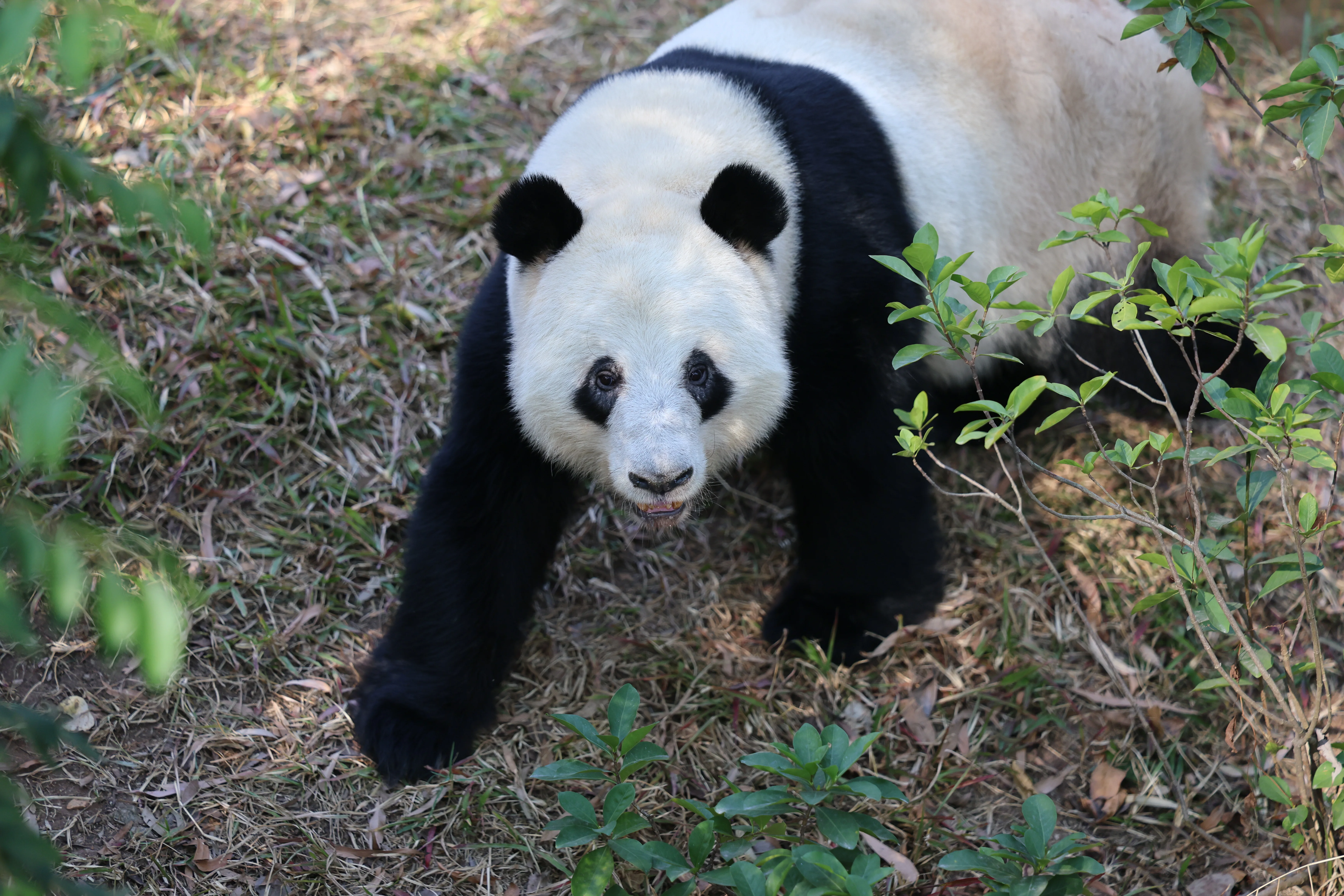 Guangzhou Zoo