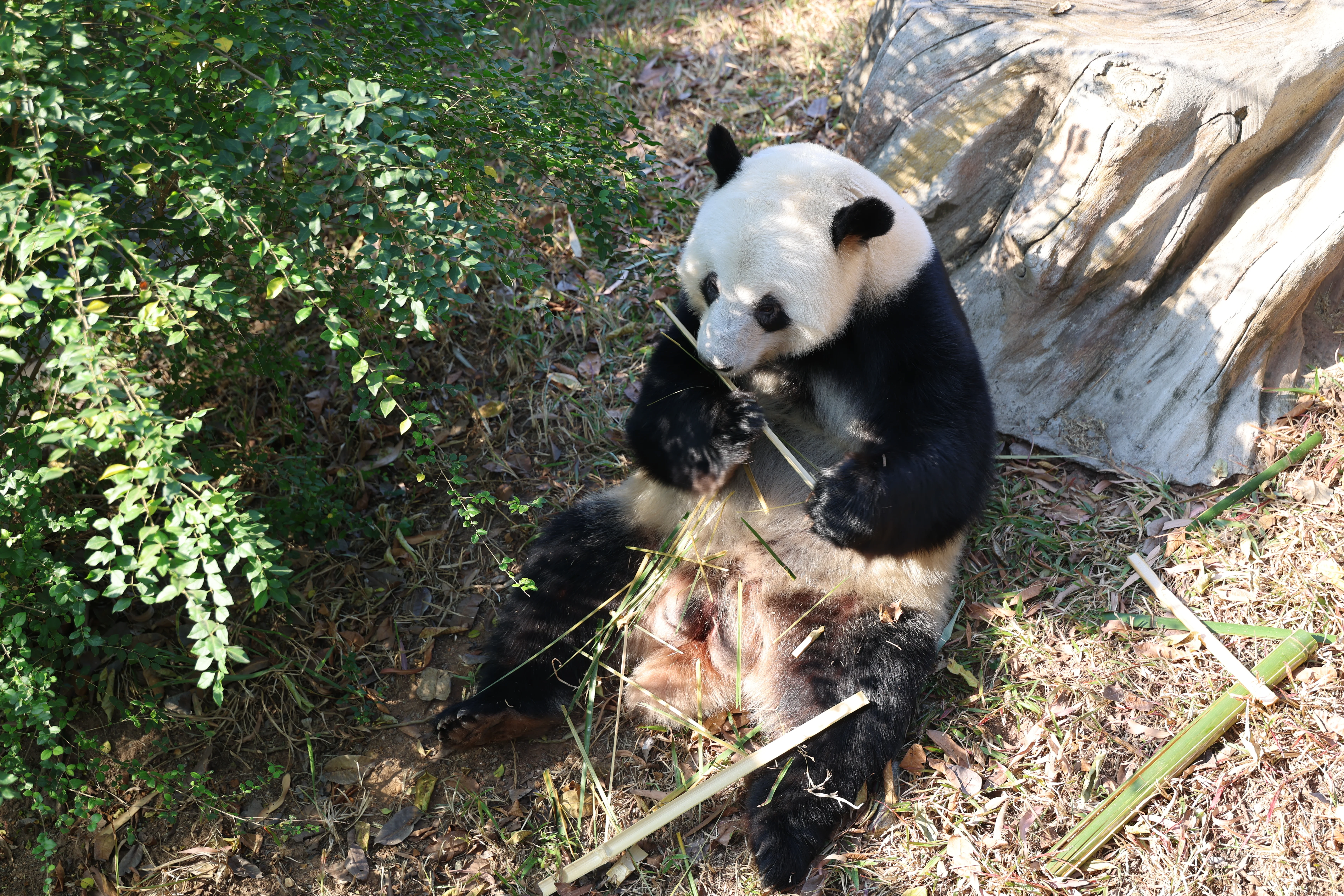 Guangzhou Zoo