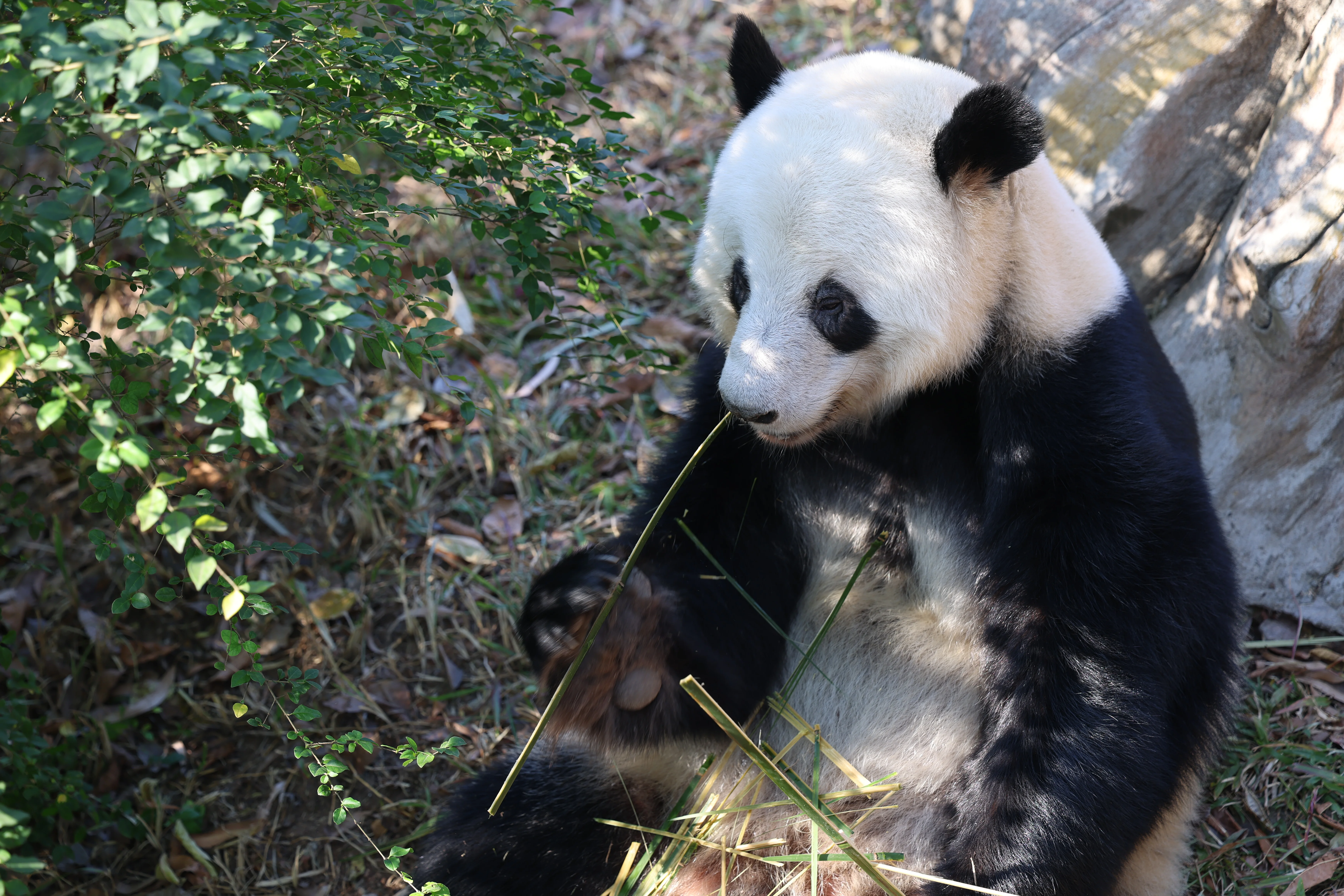 Guangzhou Zoo