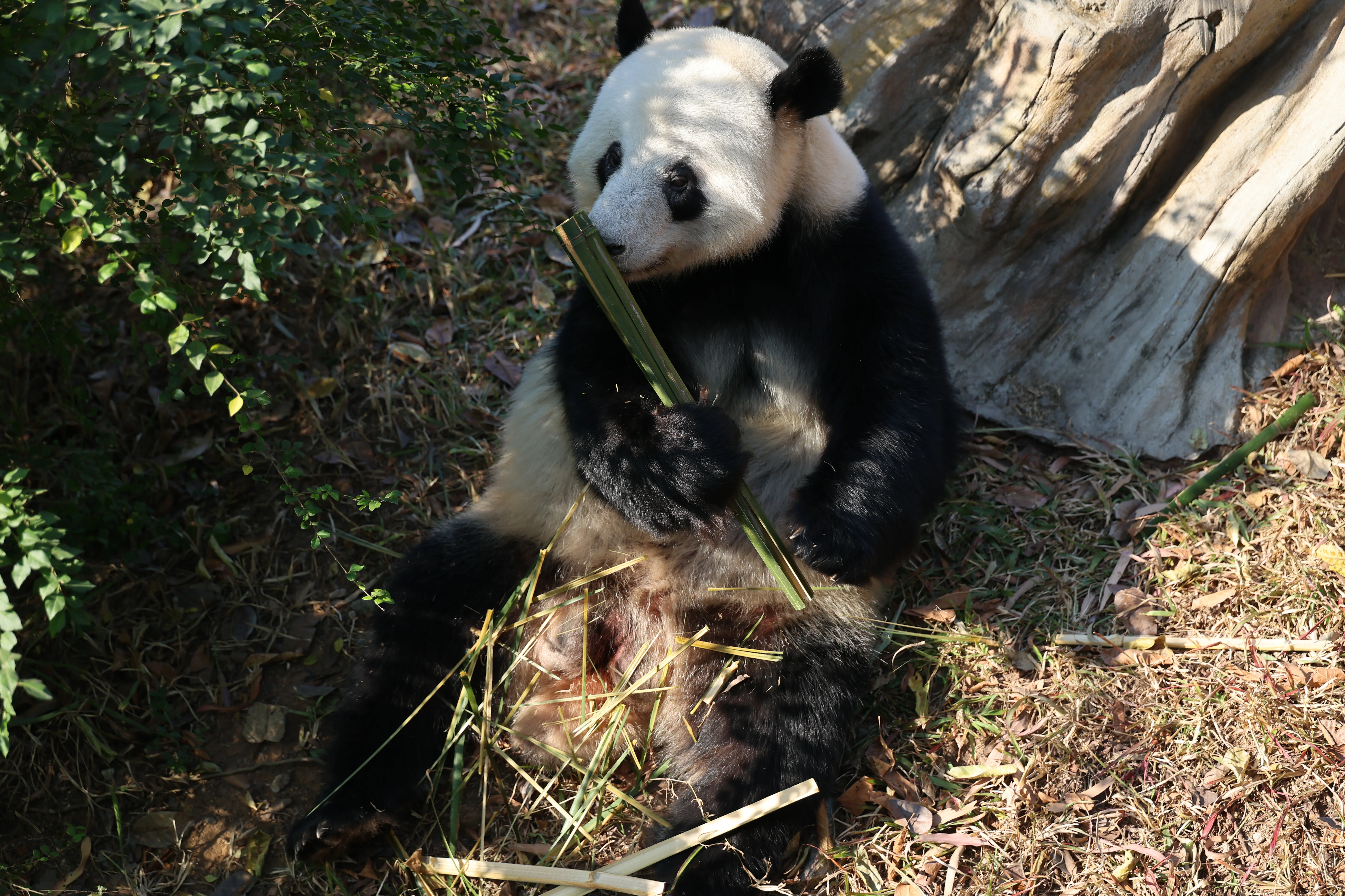 Guangzhou Zoo