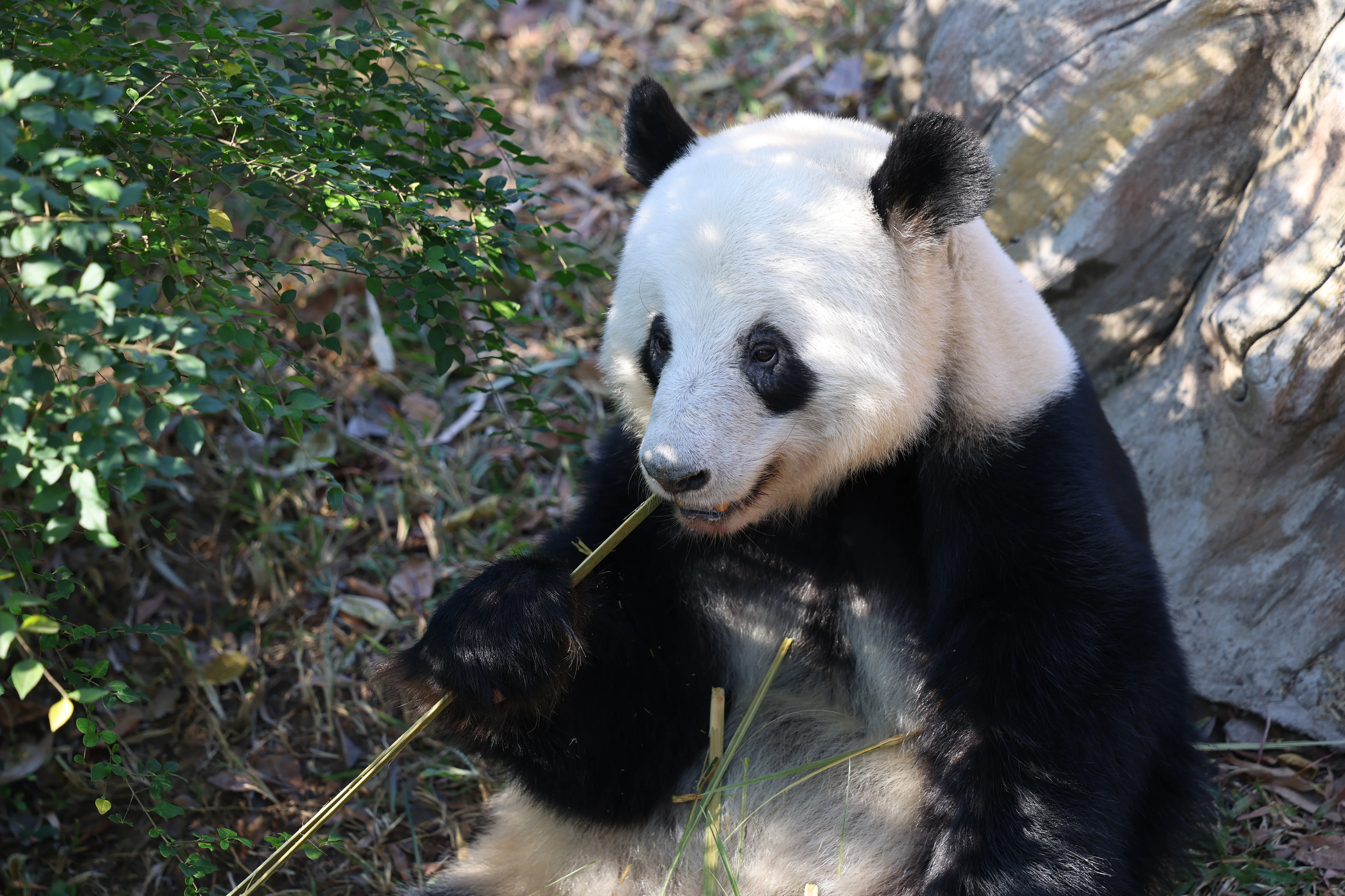 Guangzhou Zoo